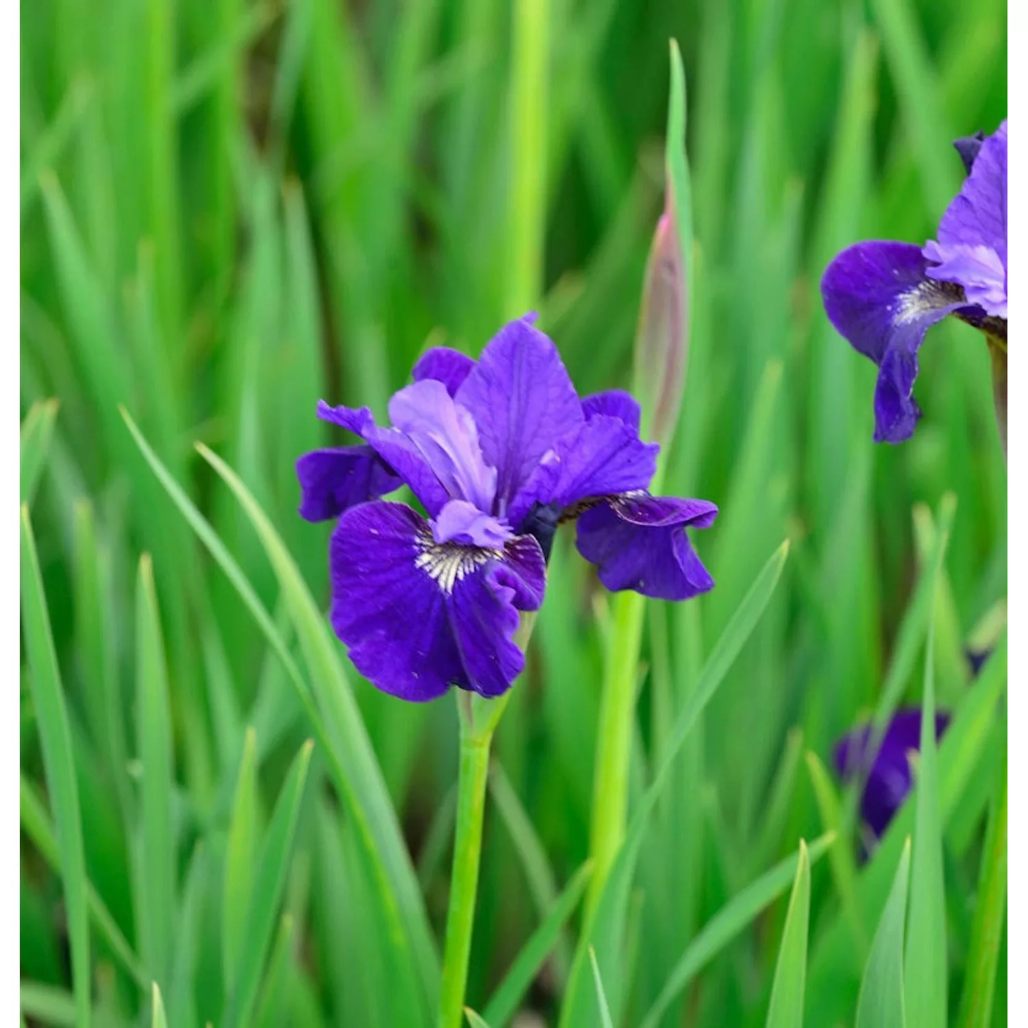 Sibirische Schwertlilie Dancing Nanou - Iris sibirica günstig online kaufen