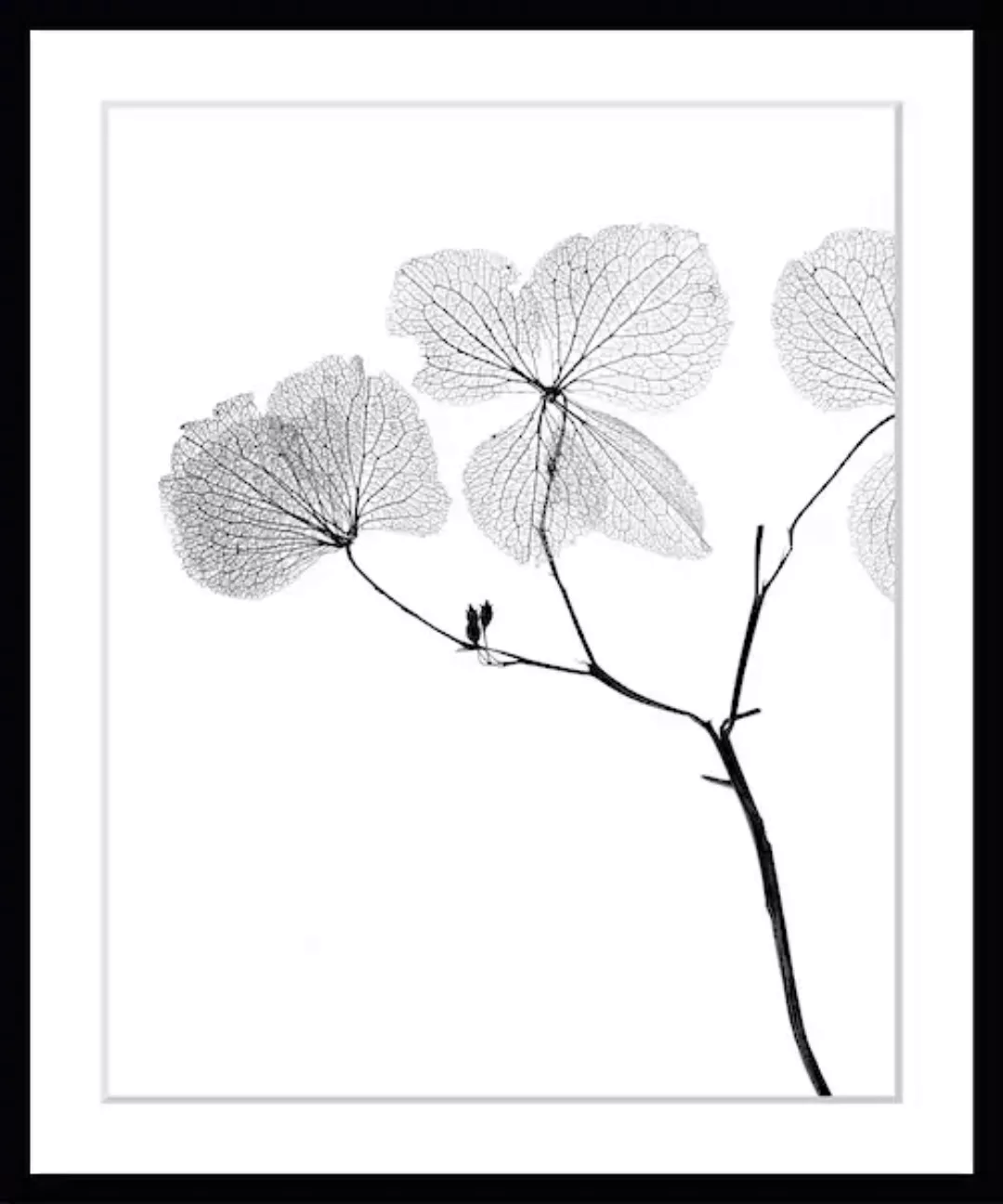 queence Bild »Kaja«, Blumen, Blumen, gerahmt günstig online kaufen