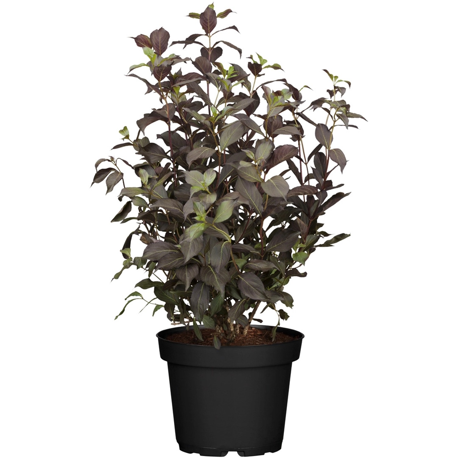 Weigela florida Alexandra Dunkelrosa Höhe ca. 40 - 60 cm und Topf ca. 4,6 l günstig online kaufen