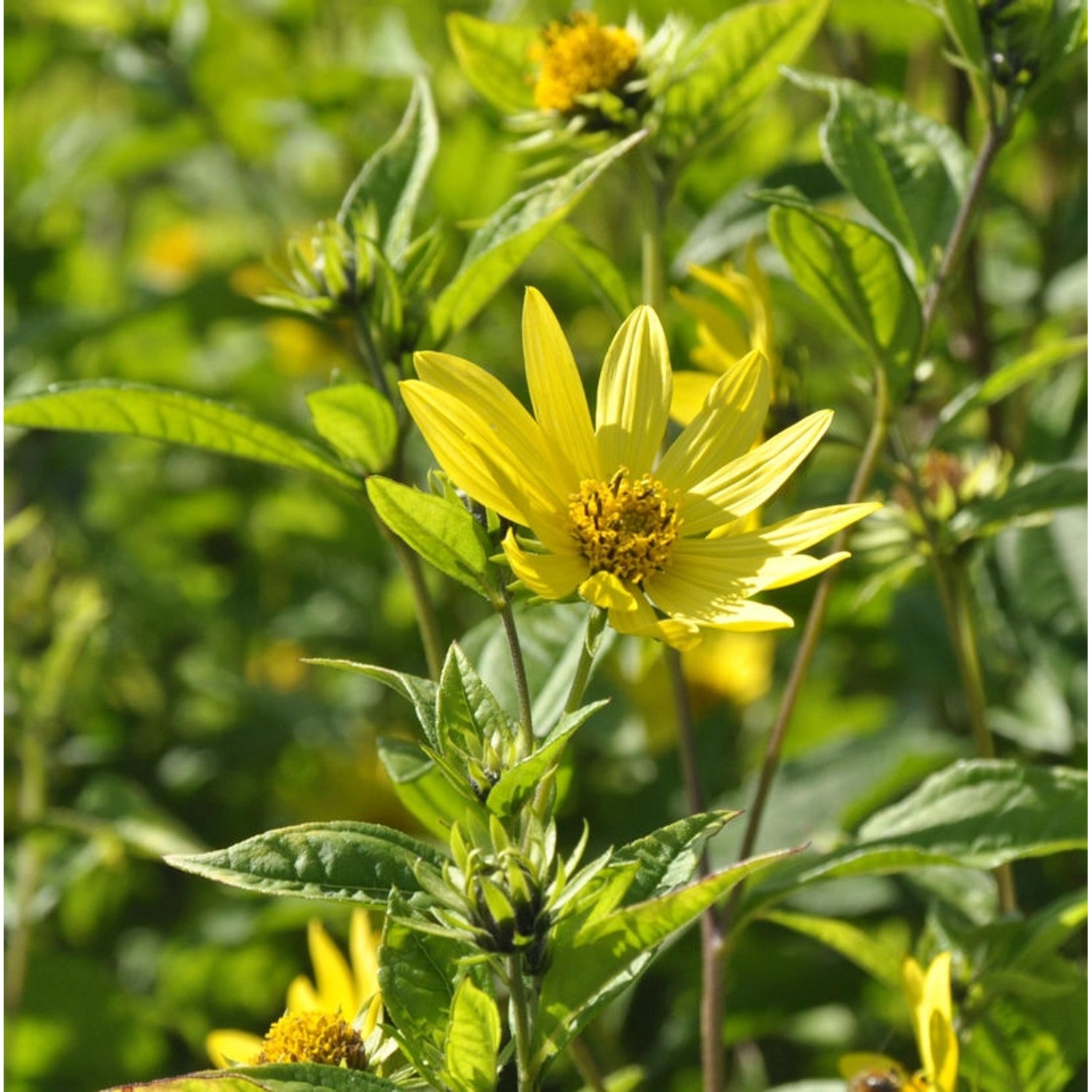 Zitronengelbe Stauden Sonnenblume - Helianthus microcephalus günstig online kaufen