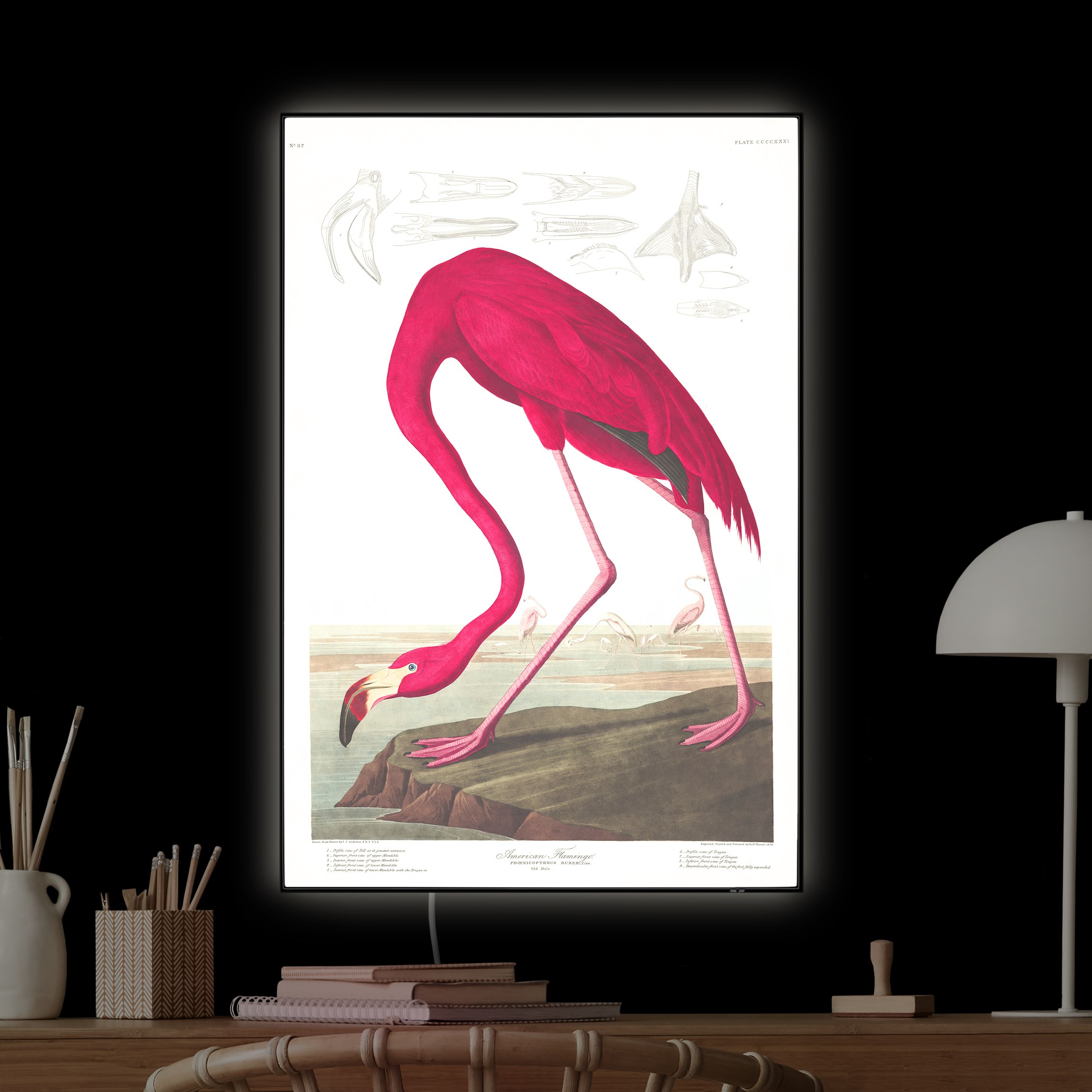 LED-Wechselbild Vintage Lehrtafel Amerikanischer Flamingo günstig online kaufen