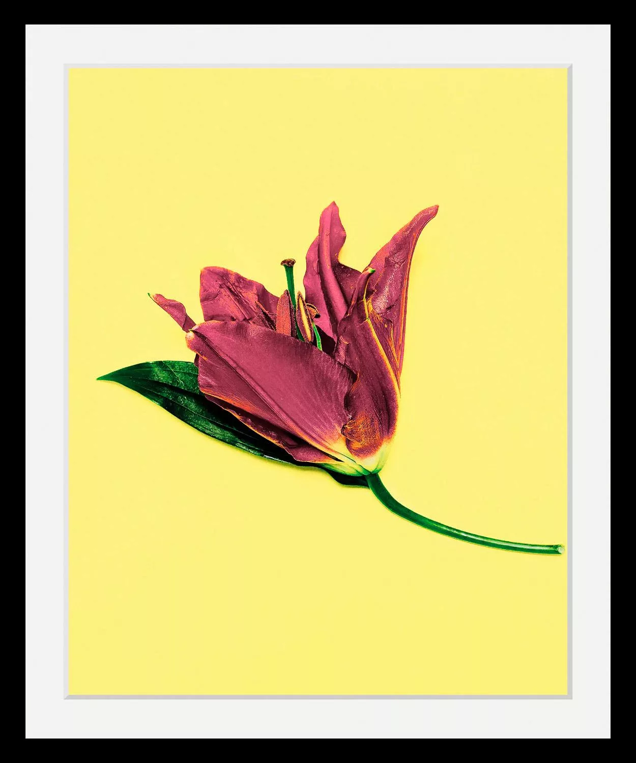 queence Bild "Blume" günstig online kaufen