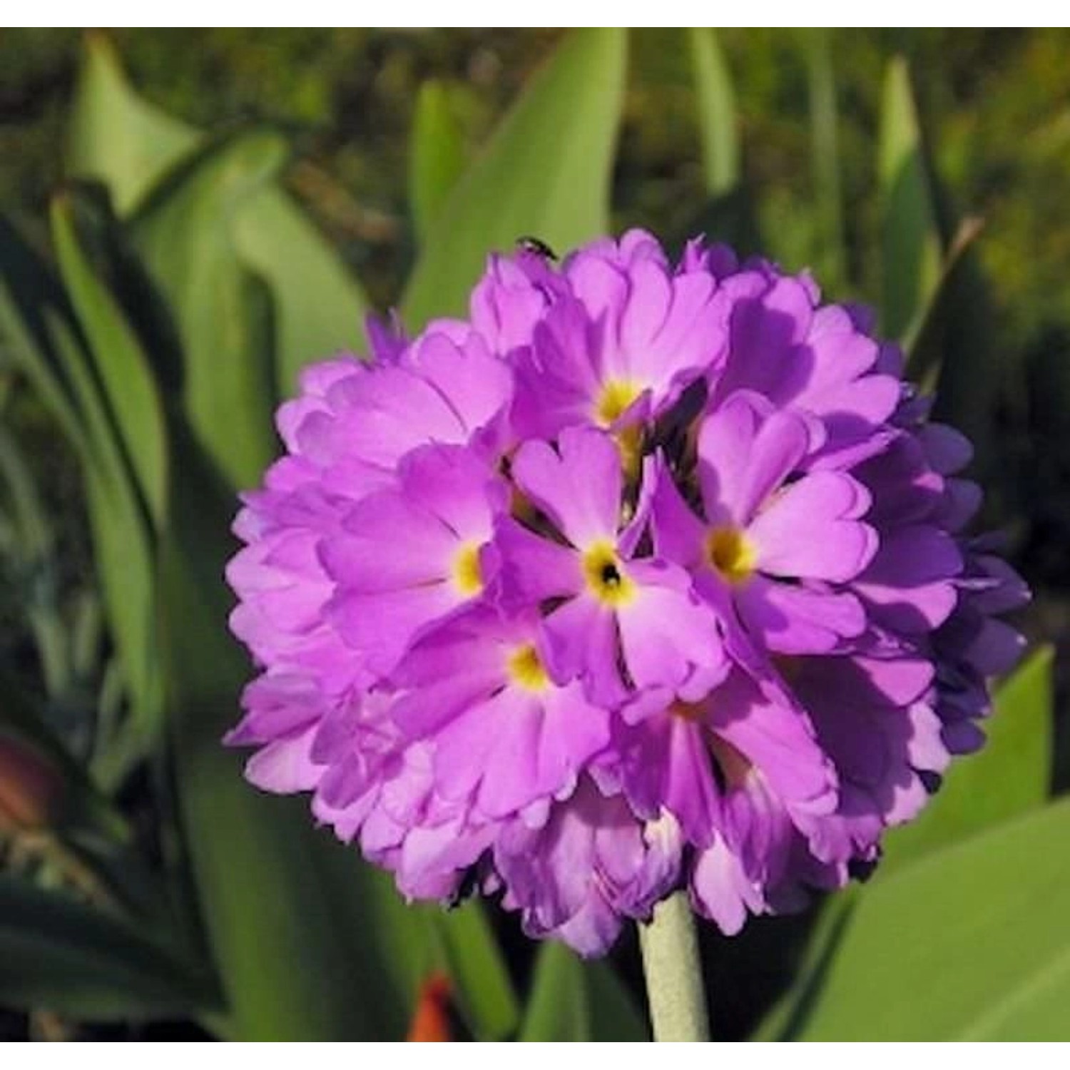 Kugelprimel Corolla Deep Rose - Primula denticulata günstig online kaufen