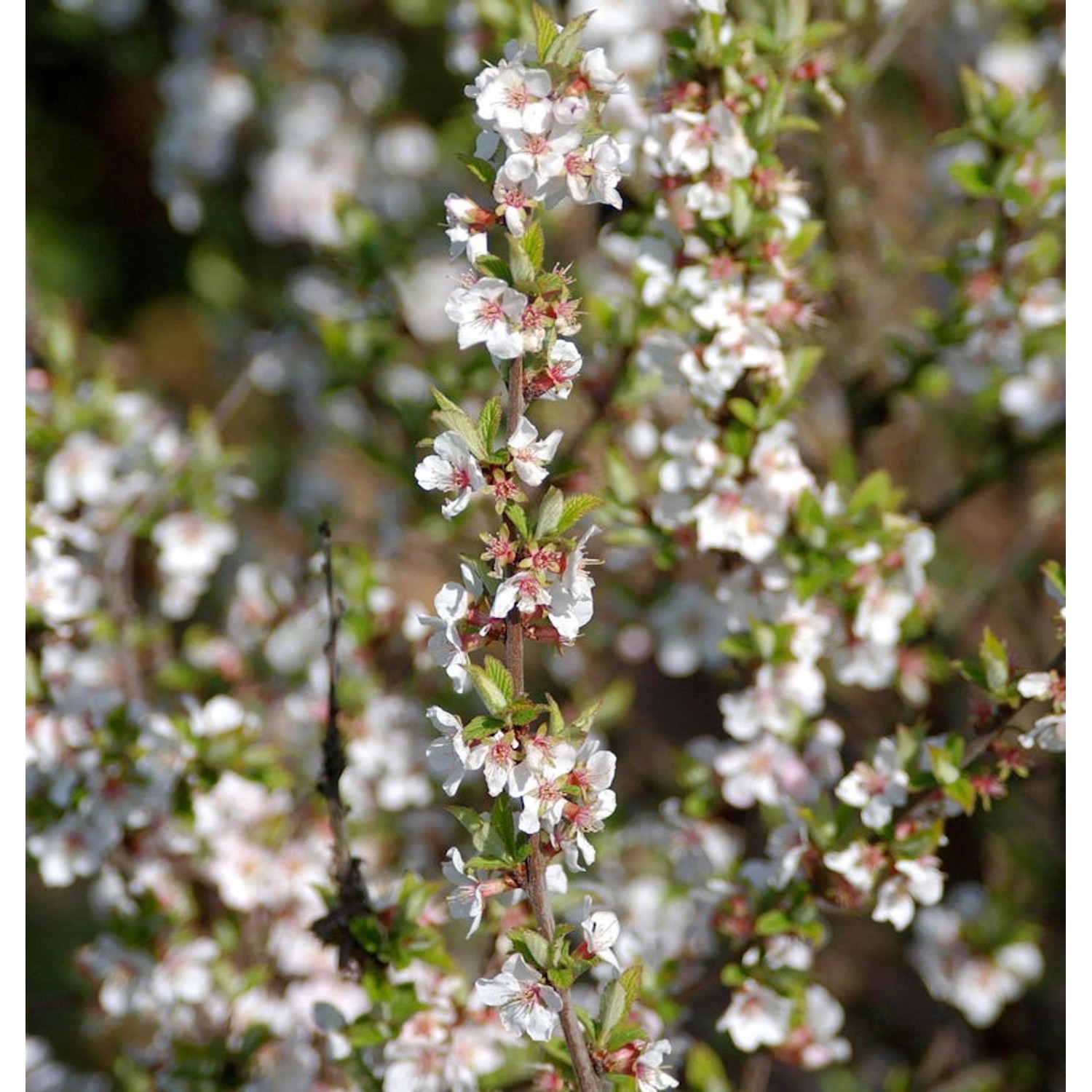 Zier Filzkirsche 60-80cm - Prunus tomemtosa günstig online kaufen