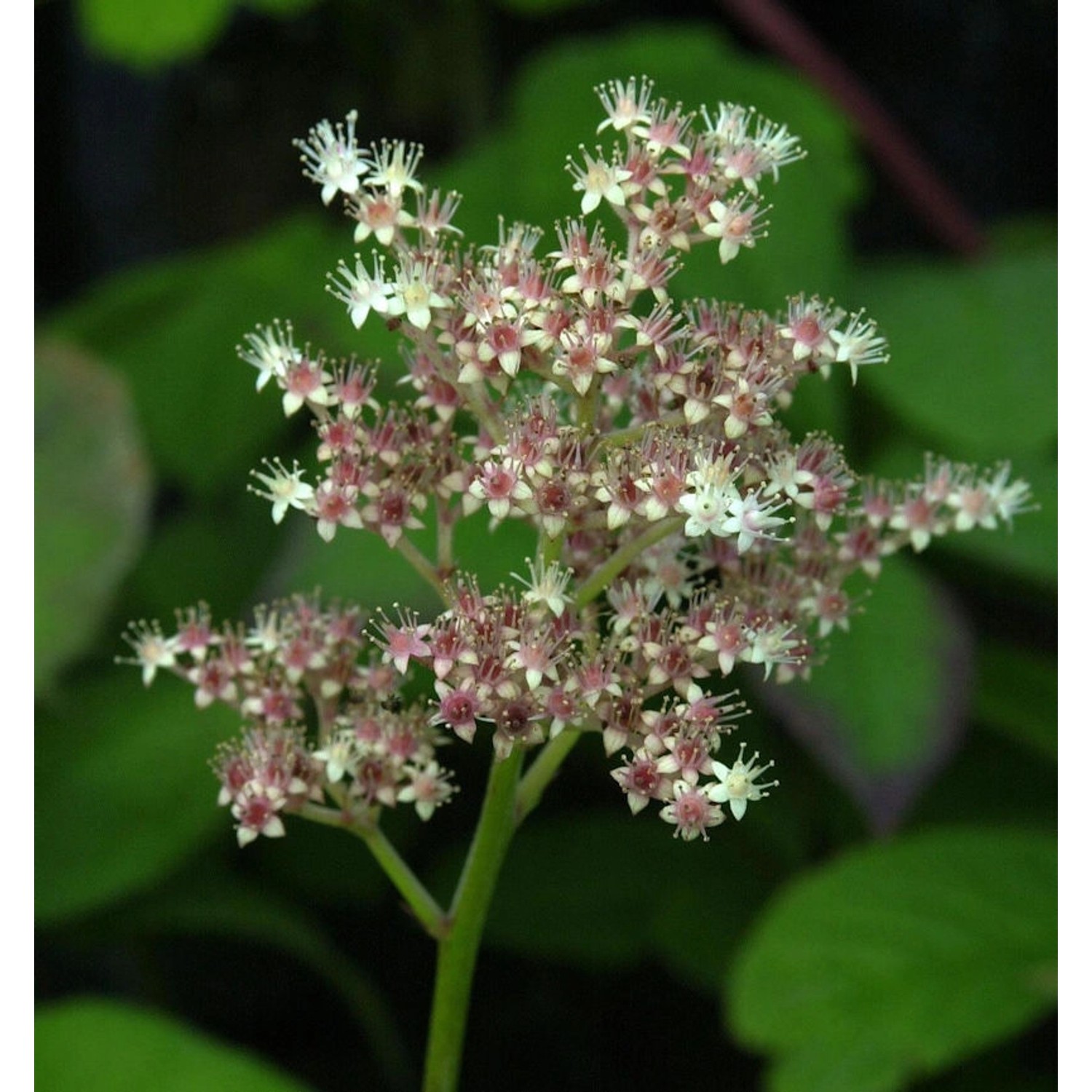 Holunderblättriges Schaublatt - Rodgersia sambucifolia günstig online kaufen