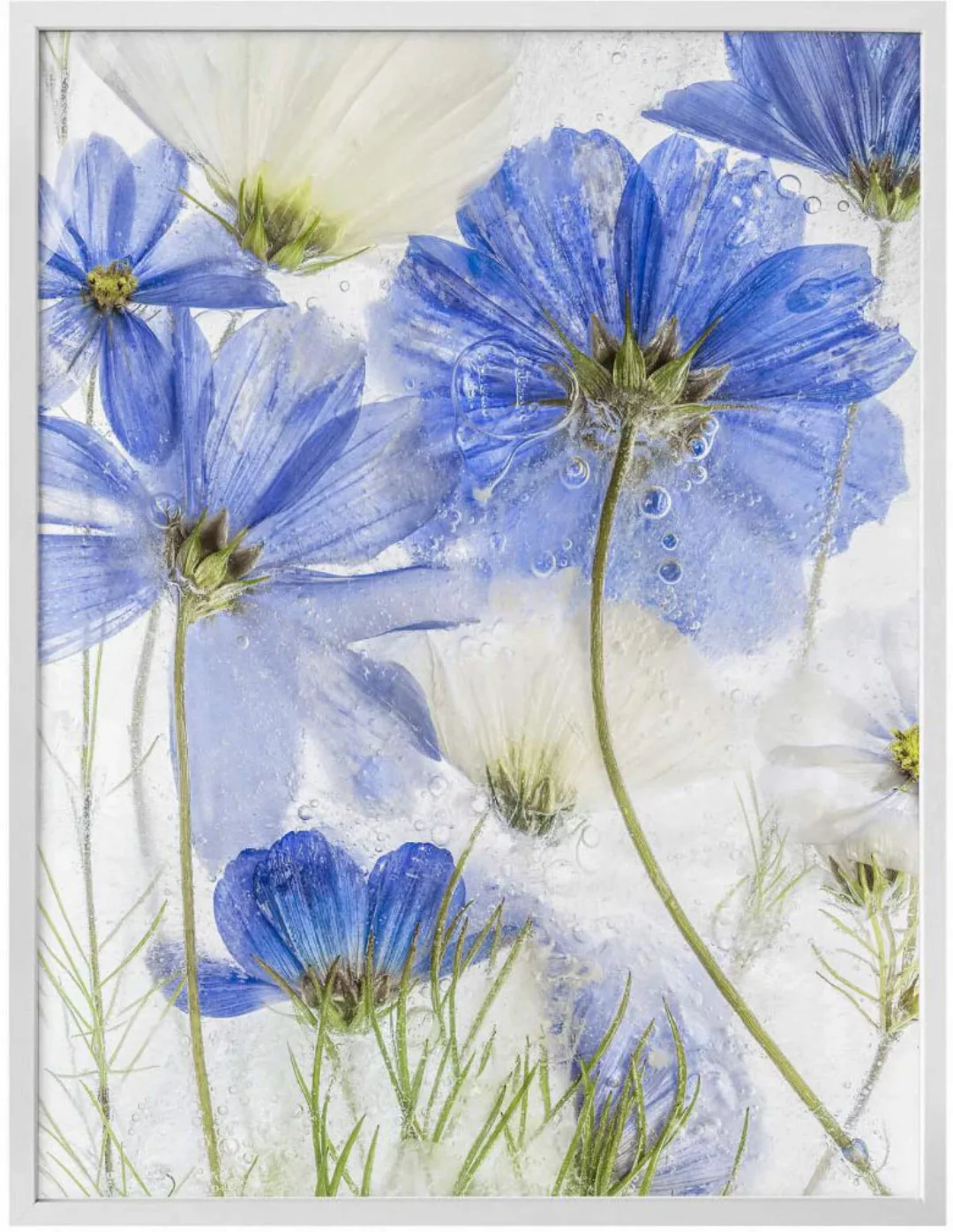Wall-Art Poster »Blue Frozen Winter Blüten«, Schriftzug, (1 St.), Poster oh günstig online kaufen