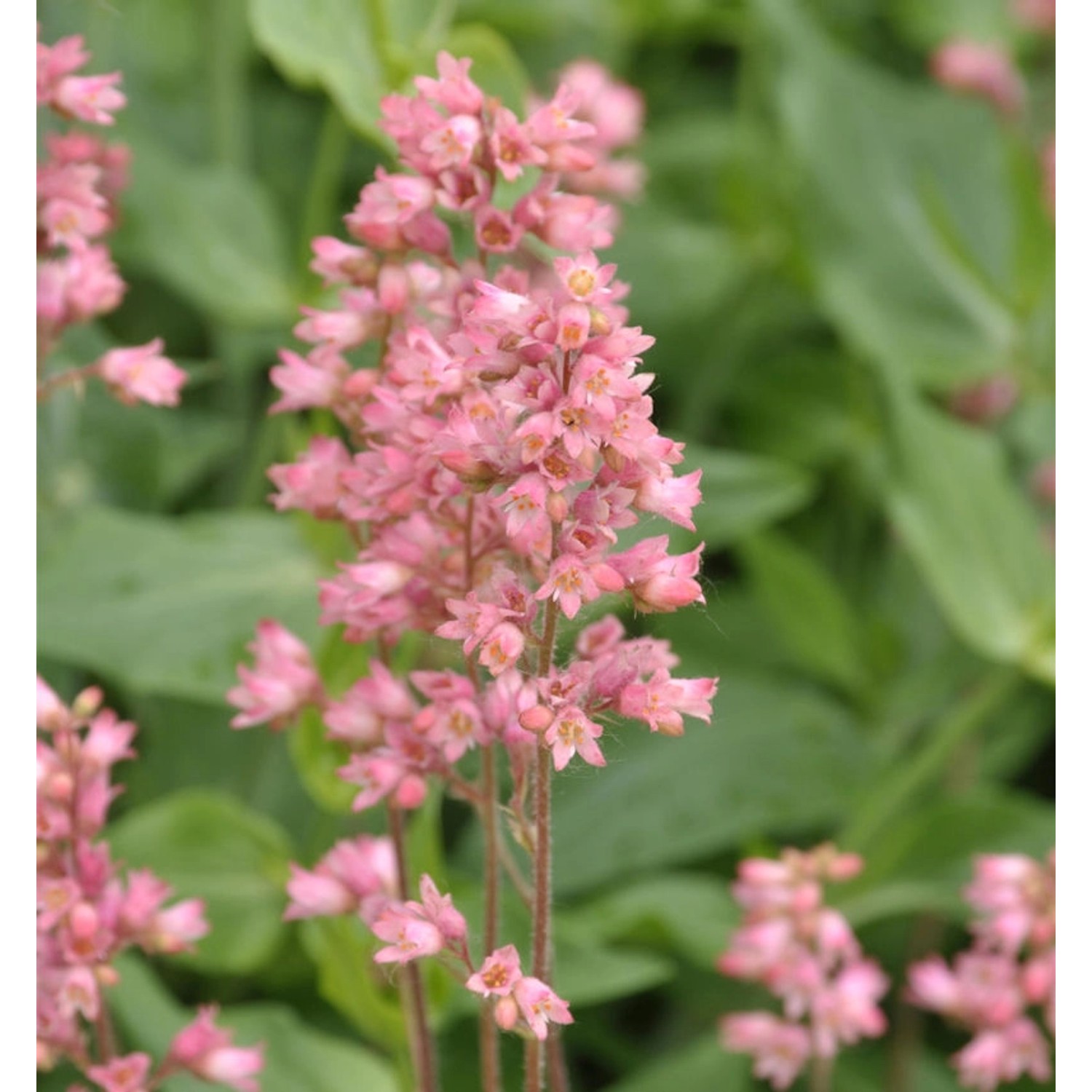 Purpurglöckchen Weserlachs - Heuchera brizoides günstig online kaufen