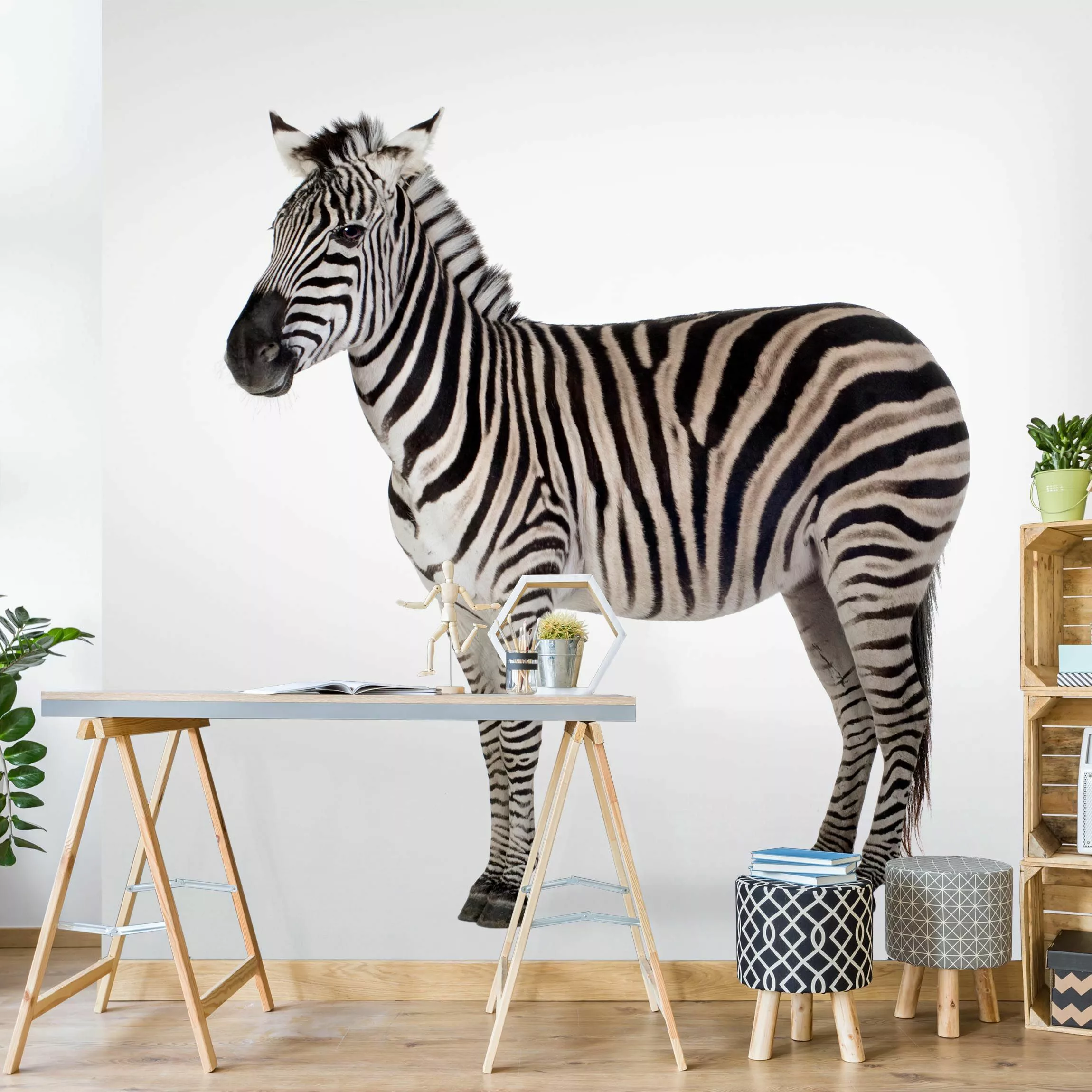 Fototapete Dickes Zebra günstig online kaufen