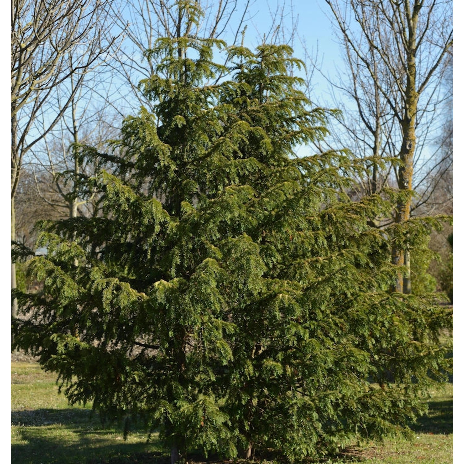 Grüne Adlerschwingeneibe 30-40cm - Taxus baccata Dovastoniana günstig online kaufen