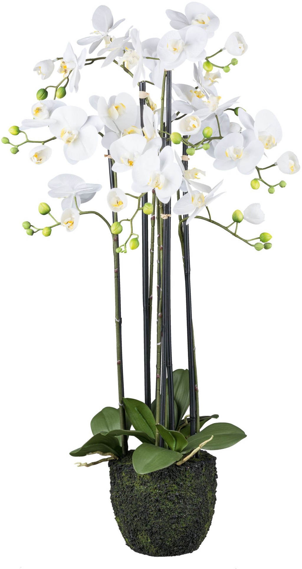 Creativ green Kunstorchidee "Orchidee Phalaenopsis", im Erdballen und mit r günstig online kaufen