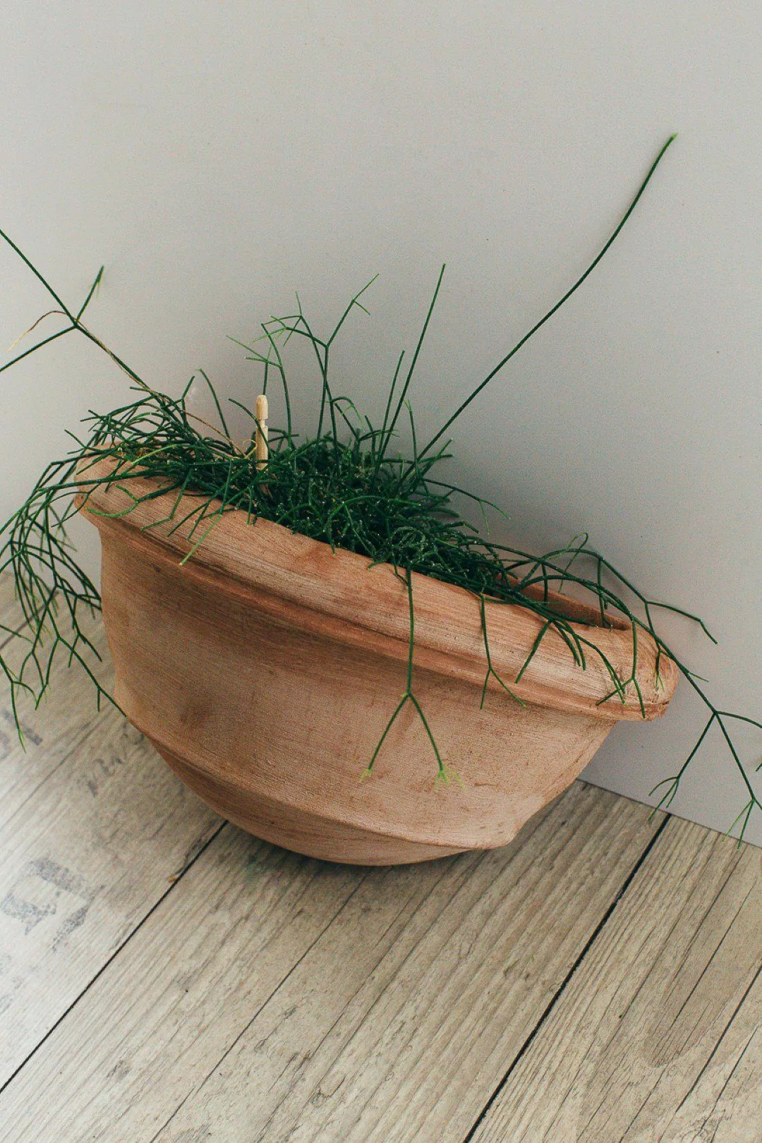 Teramico Pflanzkübel Wandhänger Terrakotta Vaso a günstig online kaufen