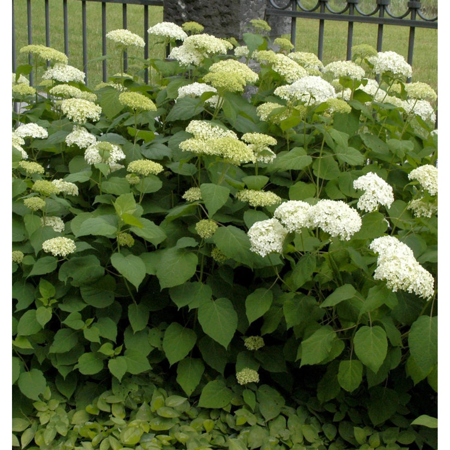 Ballhortensie Bounty 40-60cm - Hydrangea arborescens günstig online kaufen