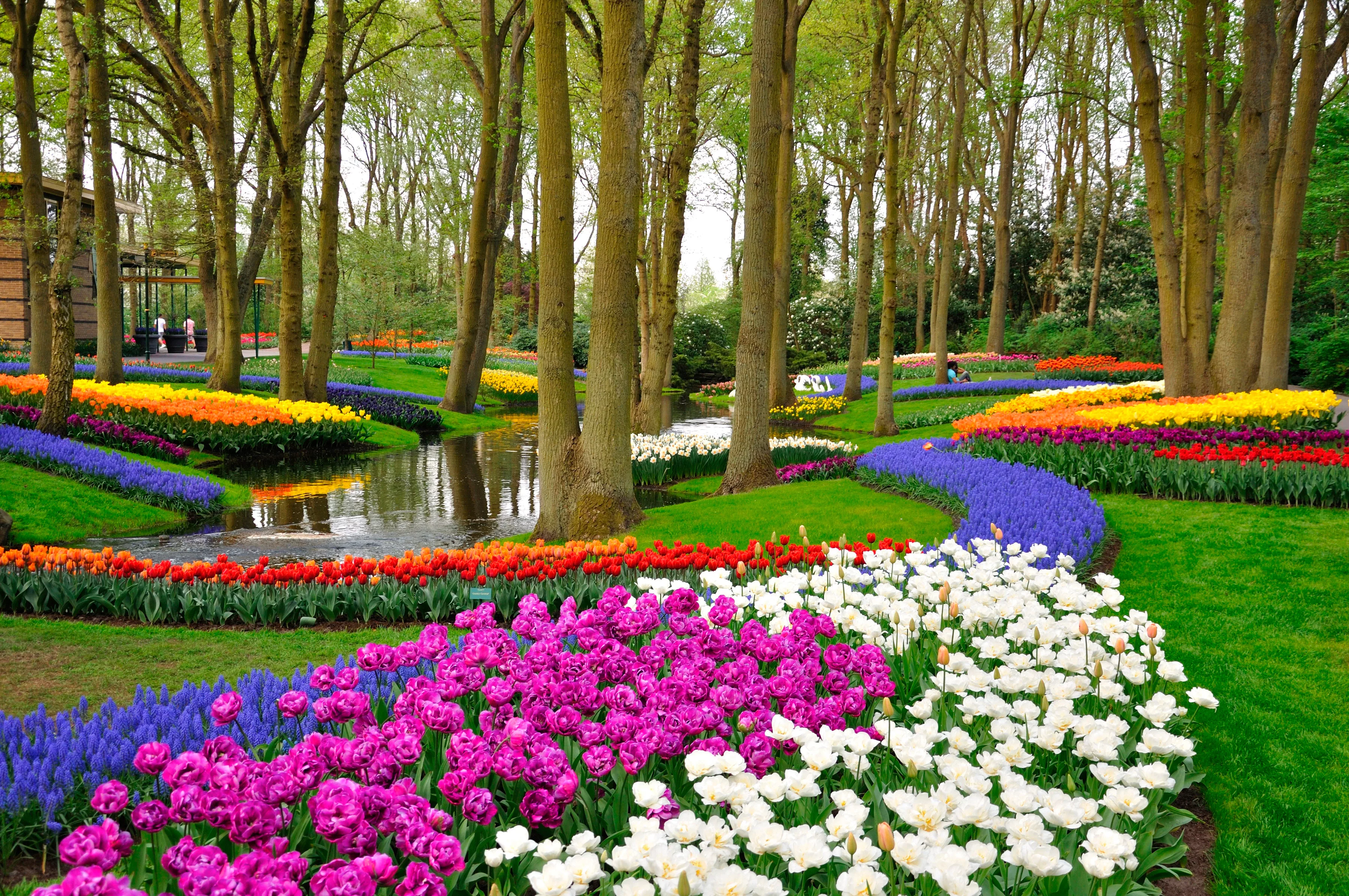 Papermoon Fototapete »Tulips in Keukenhof Park« günstig online kaufen