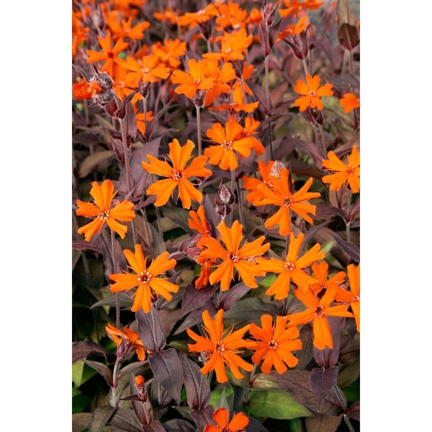 Lychnis X Arkwrightii Orange Zwerg Brennende Liebe Ca. 9x9 cm Topf günstig online kaufen