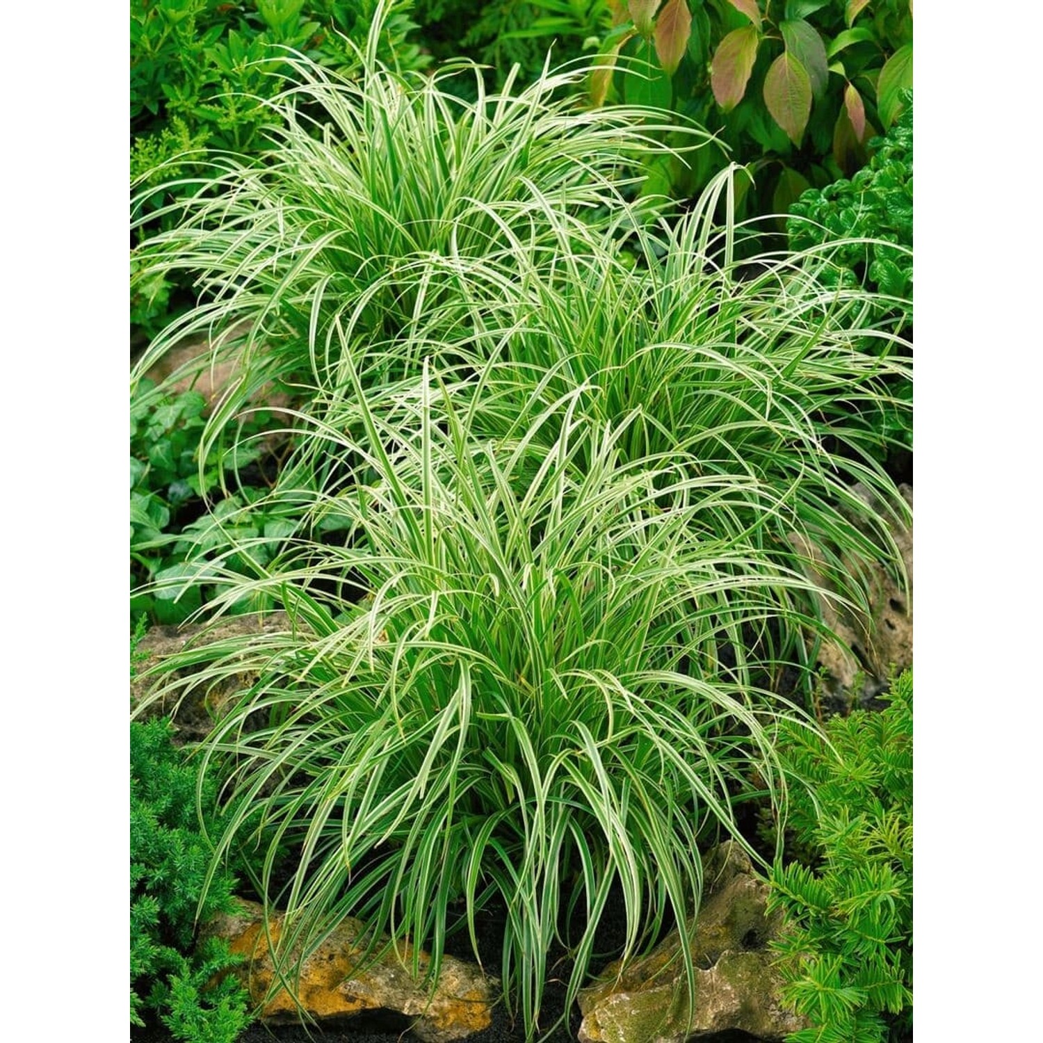 Carex Morrowii Silver Sceptre Japan-Segge Grün-Weiß Ca. 11x11 cm Topf günstig online kaufen