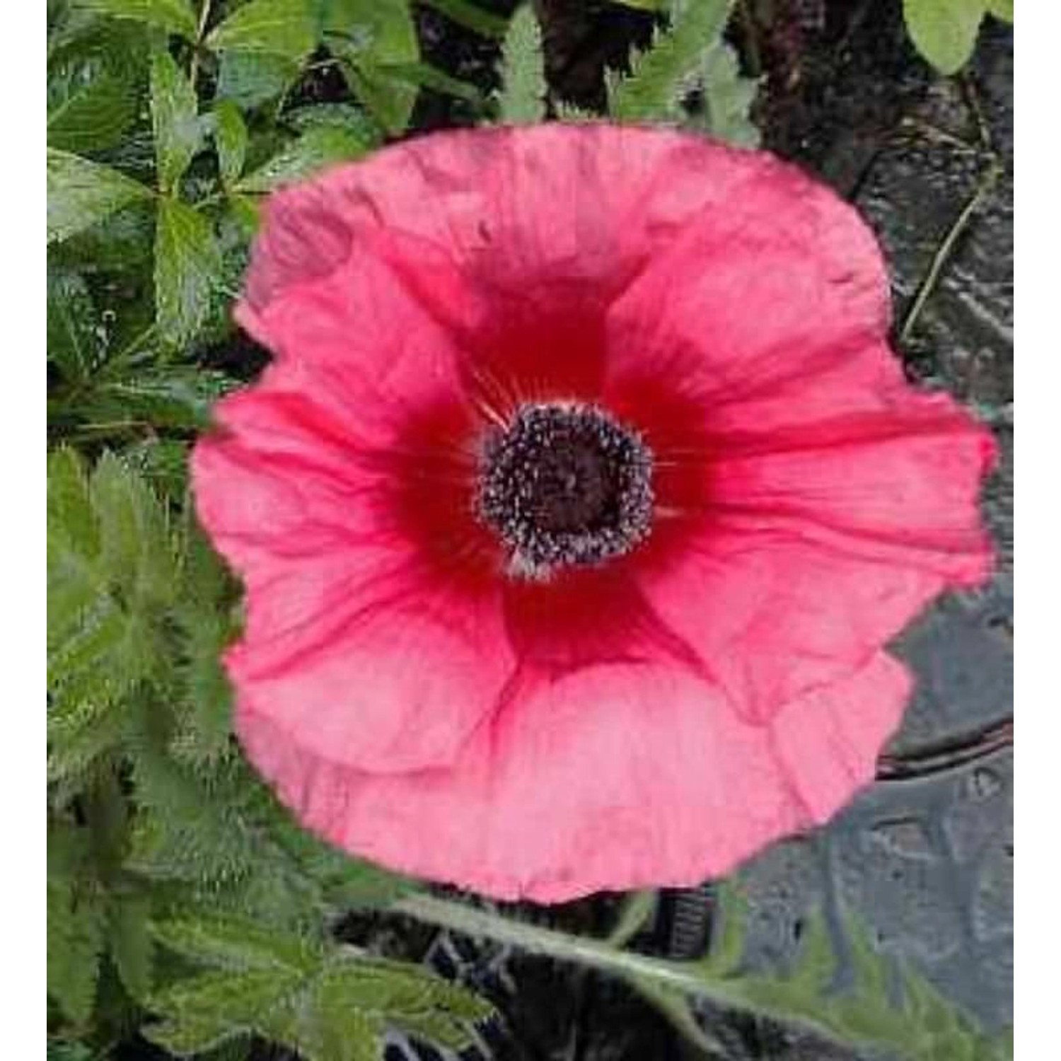 Türkischer Mohn Burning Heart - Papaver orientale günstig online kaufen