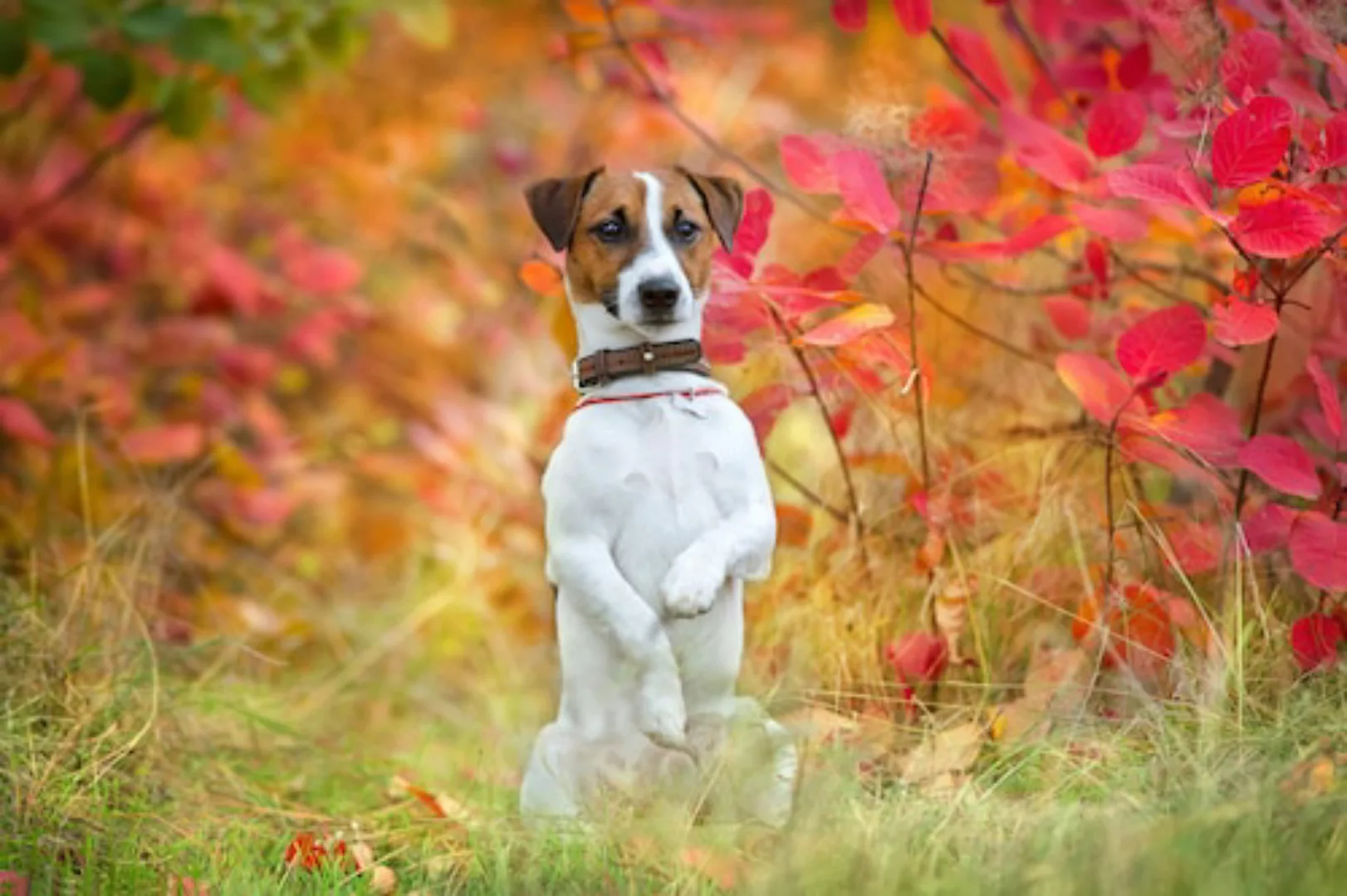Papermoon Fototapete »Hund in Natur« günstig online kaufen