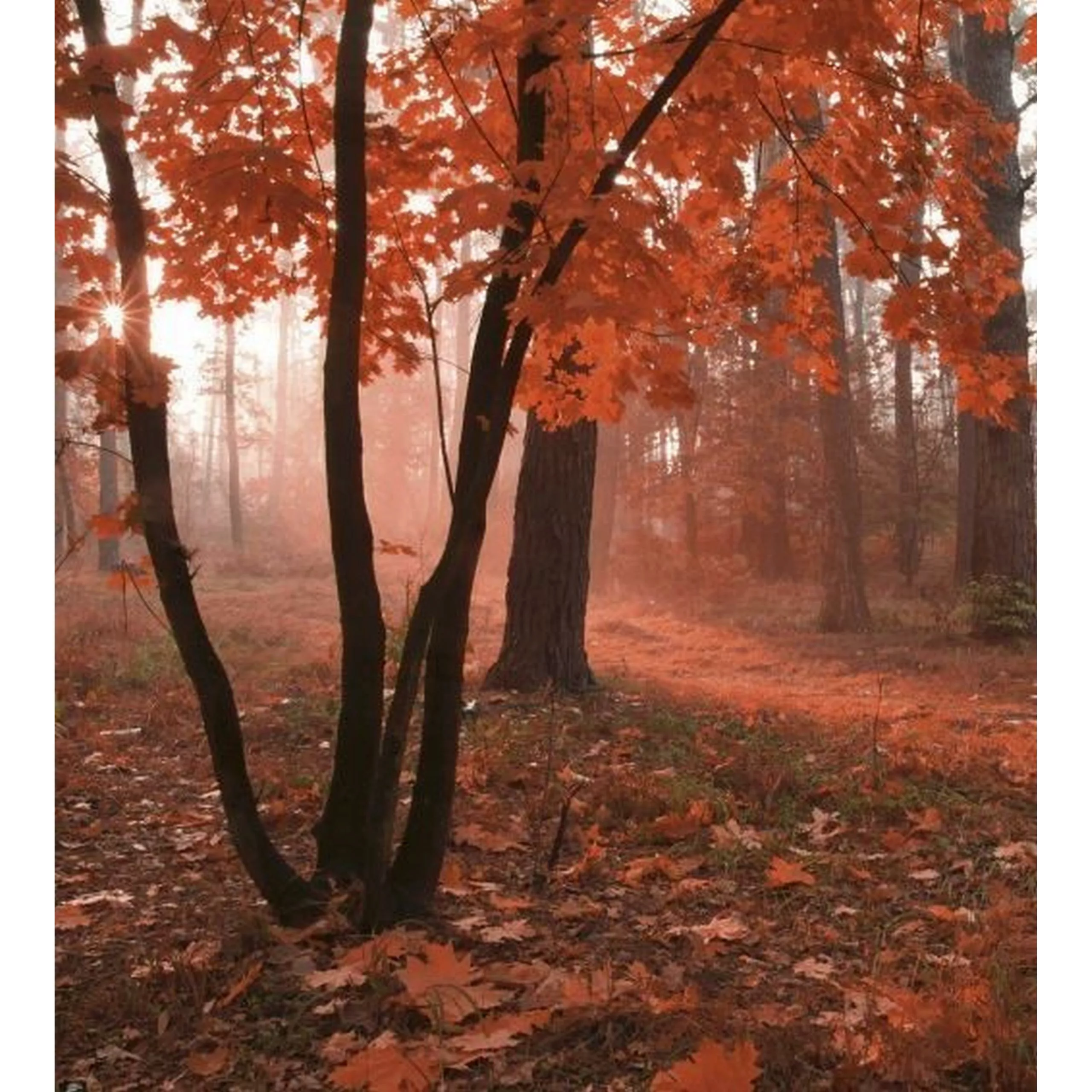 Fototapete MISTY FOREST  | MS-3-0095 | Rot | Digitaldruck auf Vliesträger günstig online kaufen