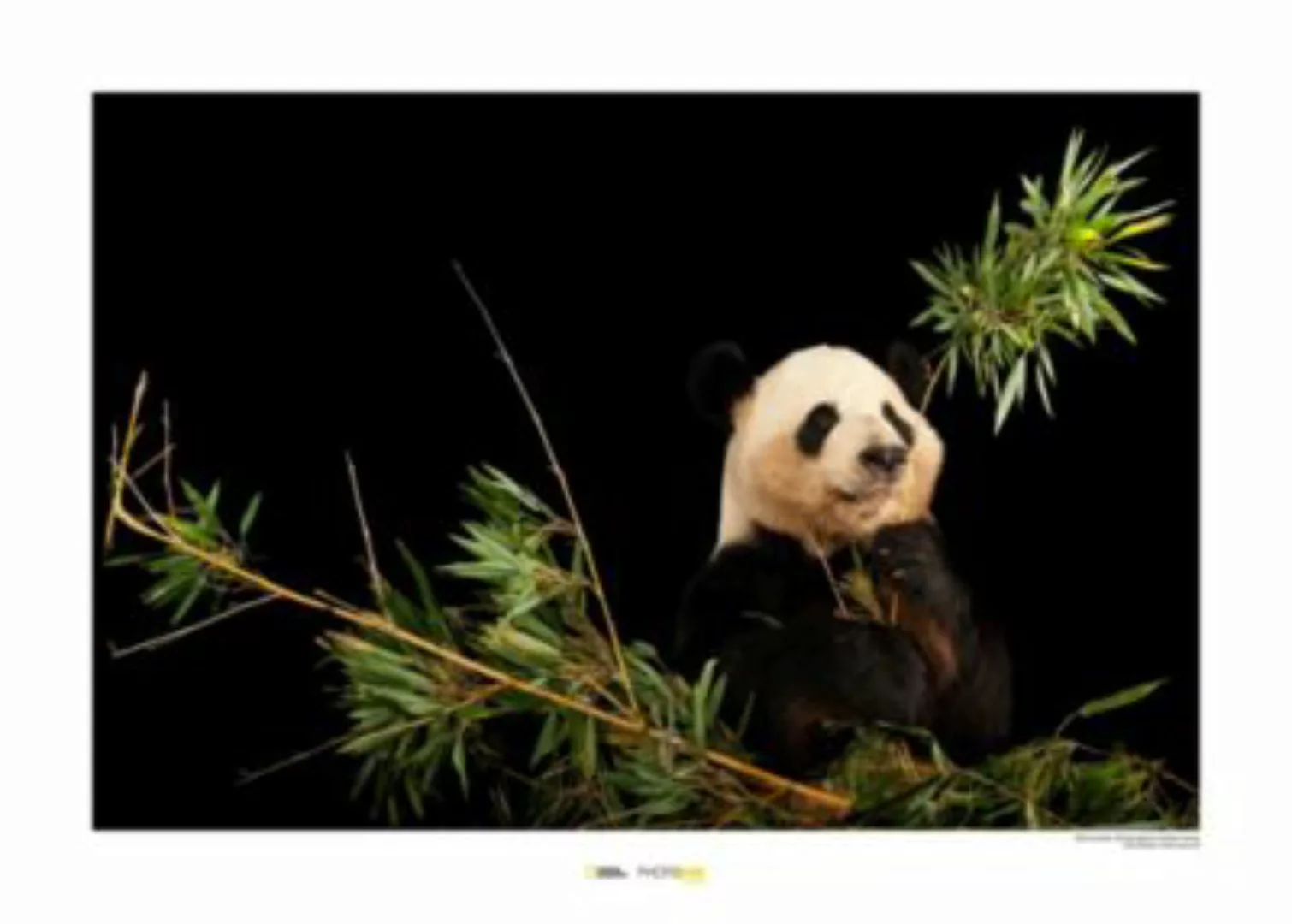 KOMAR Wandbild - Giant Panda - Größe: 70 x 50 cm mehrfarbig Gr. one size günstig online kaufen