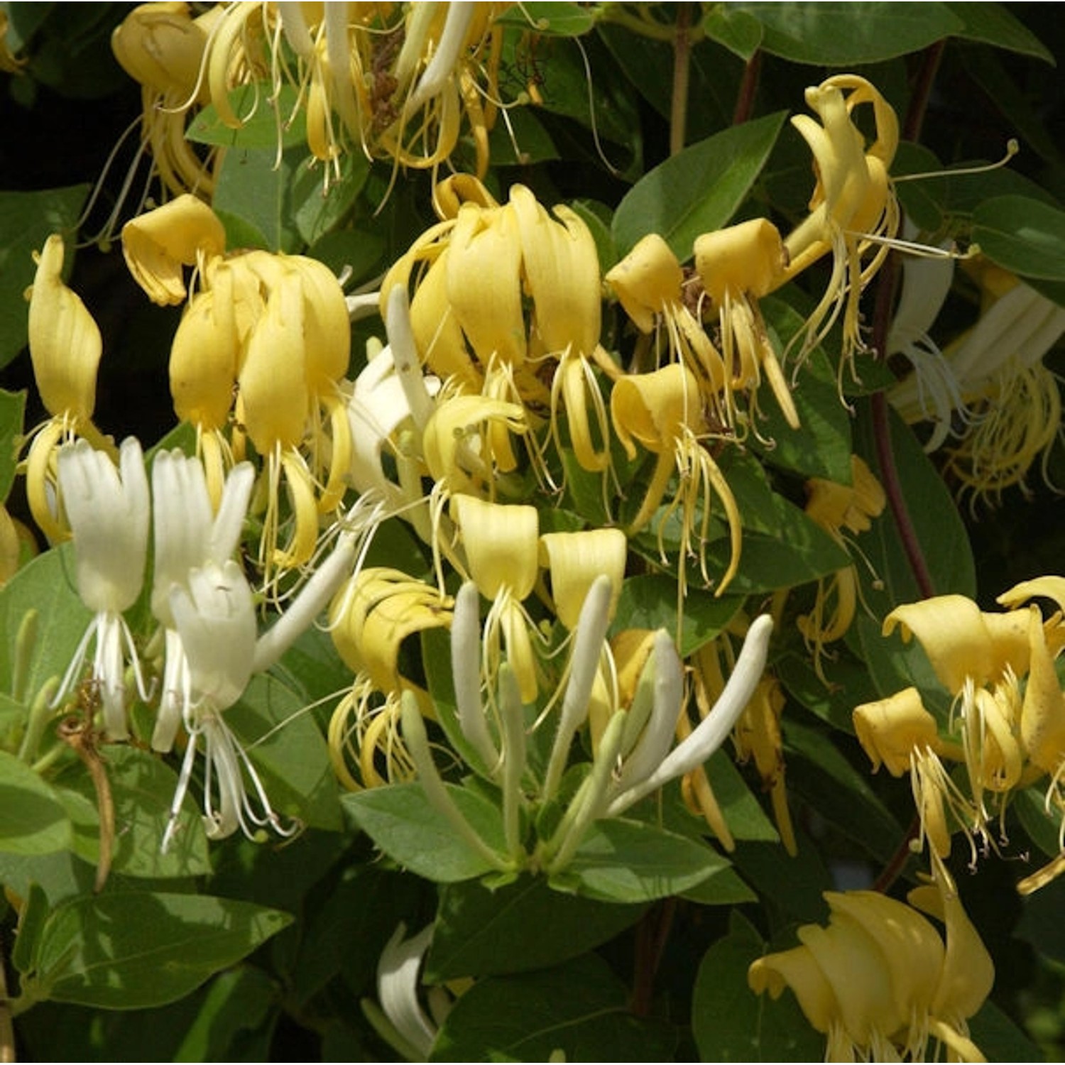 Japanisches Geisblatt Halliana 40-60cm - Lonicera japonica günstig online kaufen