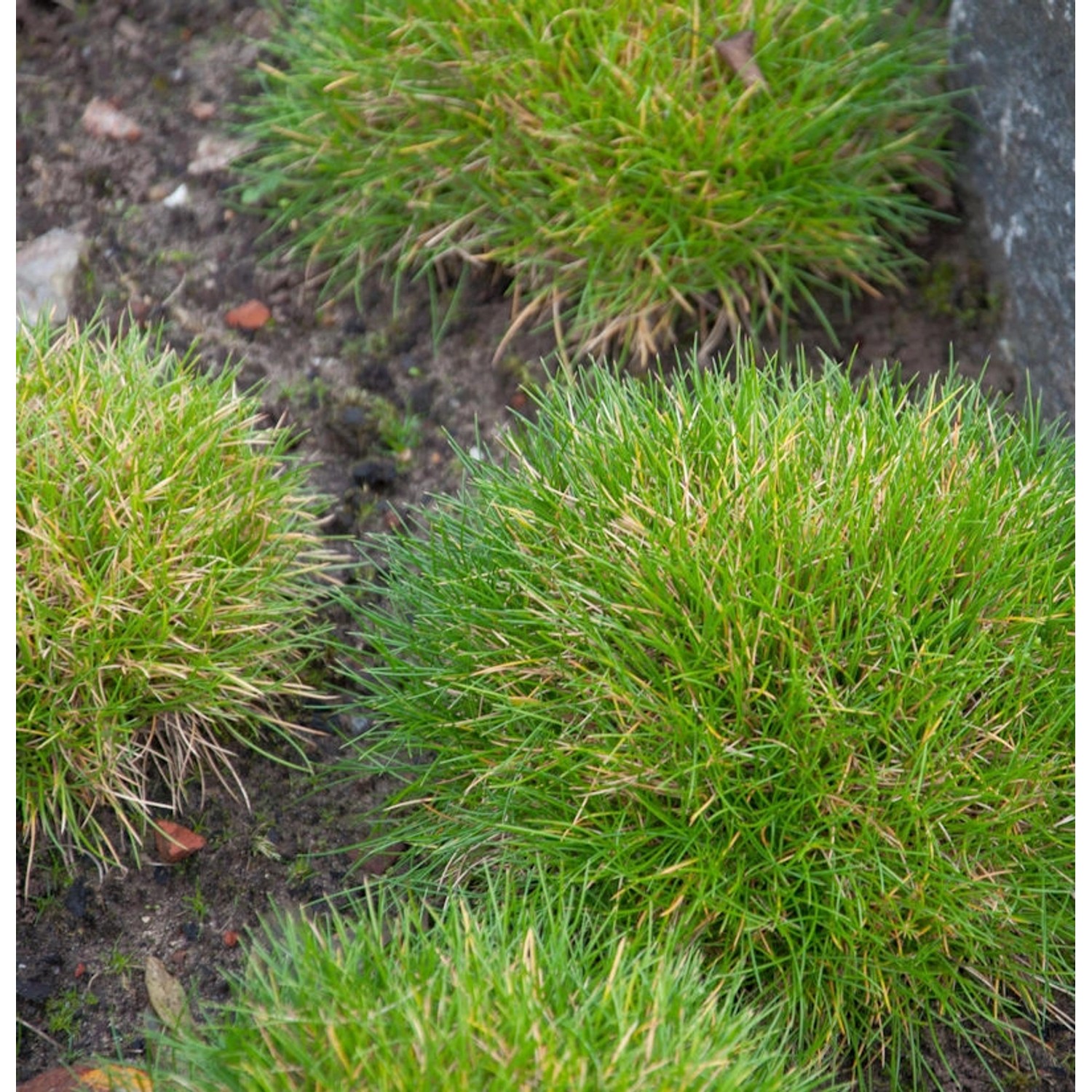 Bärenfellschwingel - Festuca gautieri günstig online kaufen