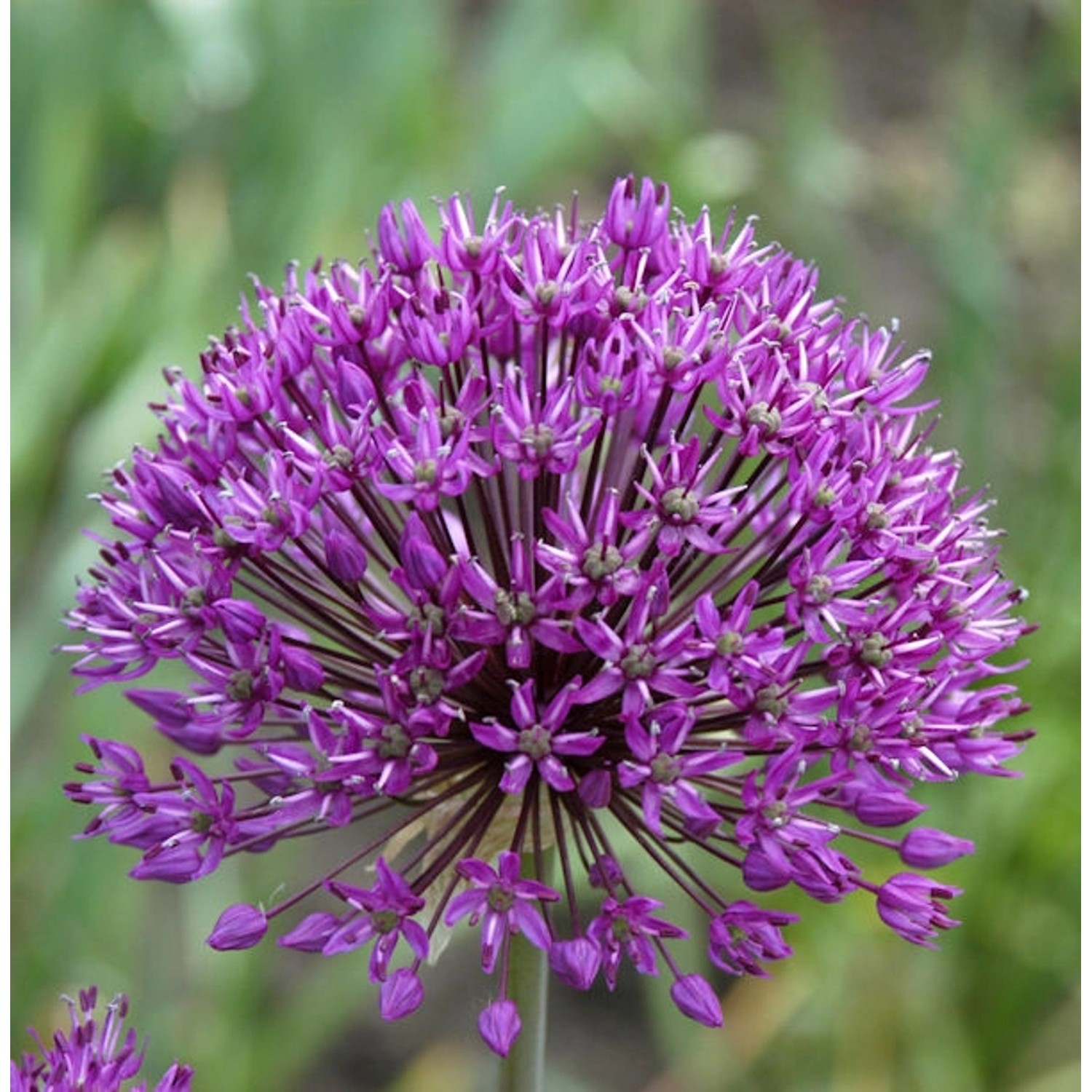 Riesenlauch - Allium giganteum günstig online kaufen