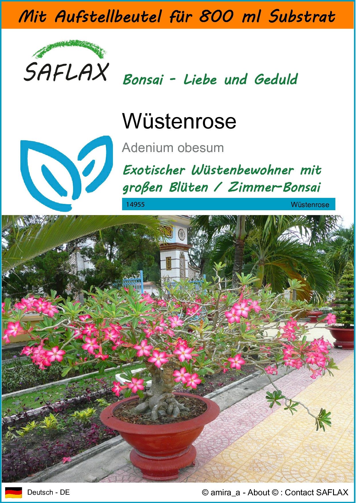 SAFLAX Blumensamen SAFLAX - Garden in günstig online kaufen
