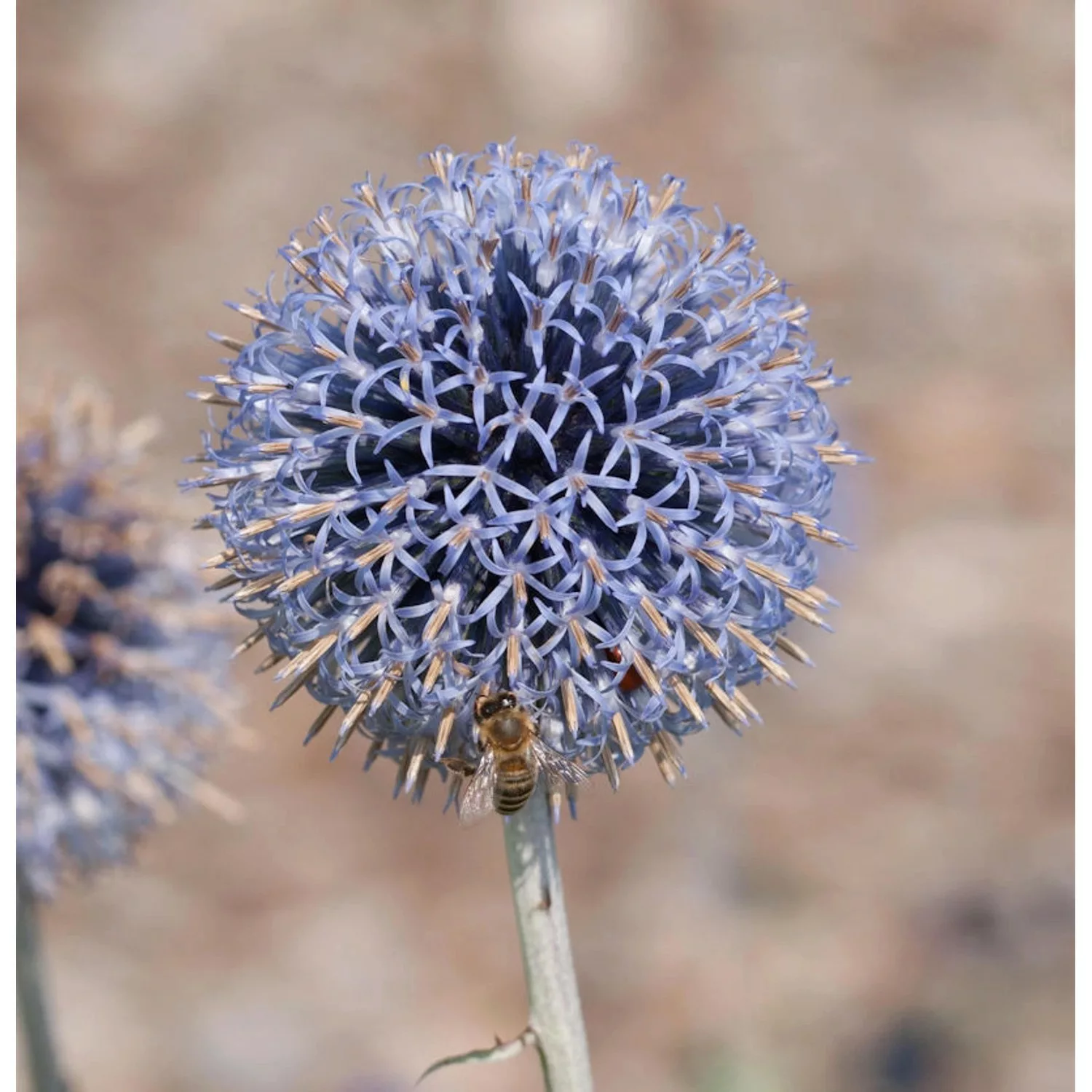 Kugeldistel Veitch Blue - Echinops ritro günstig online kaufen