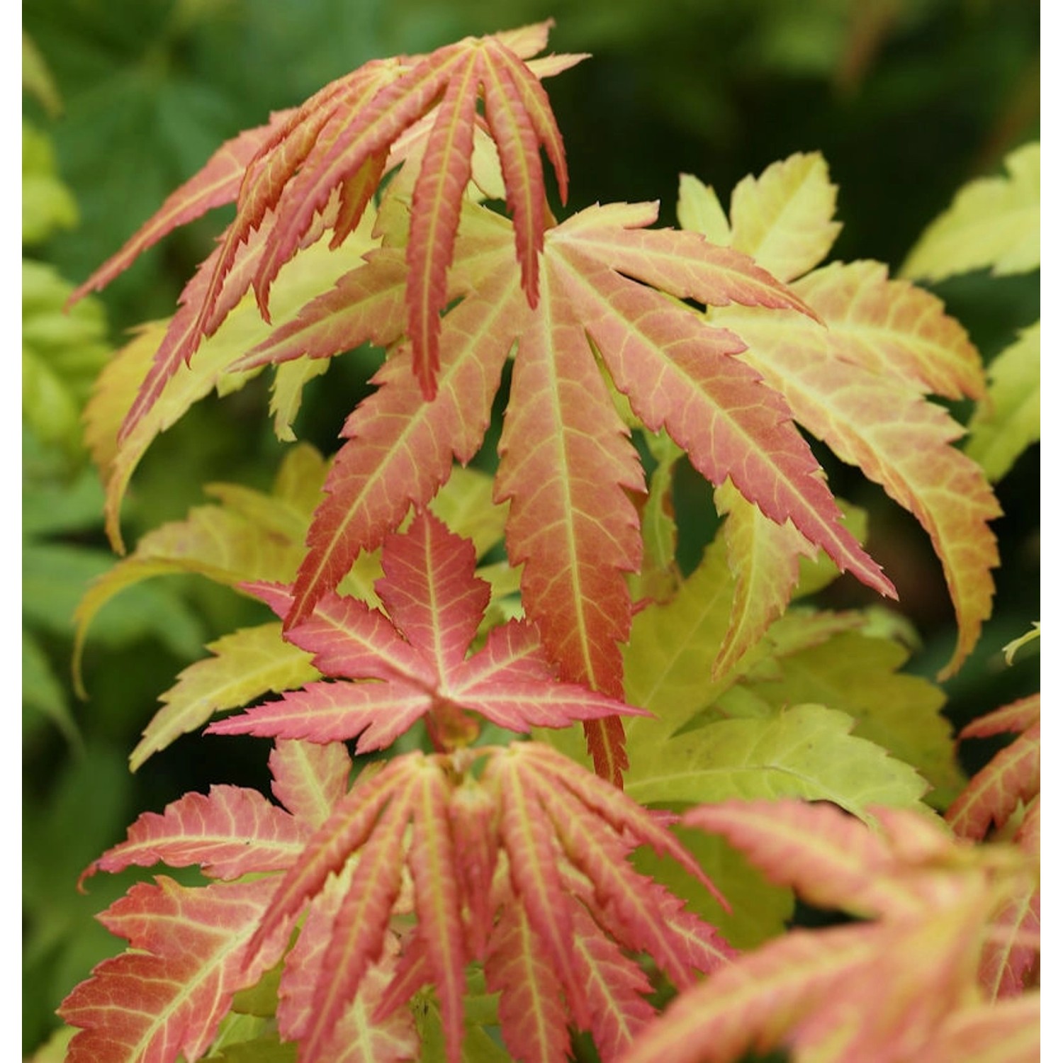 Hochstamm Fächerahorn Orange Dream 60-80cm - Acer palmatum günstig online kaufen