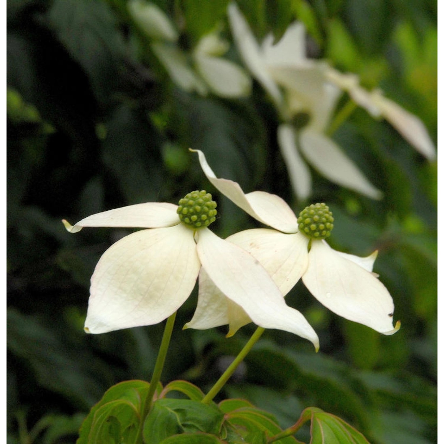 Japanischer Blumenhartriegel 100-125cm - Cornus kousa günstig online kaufen