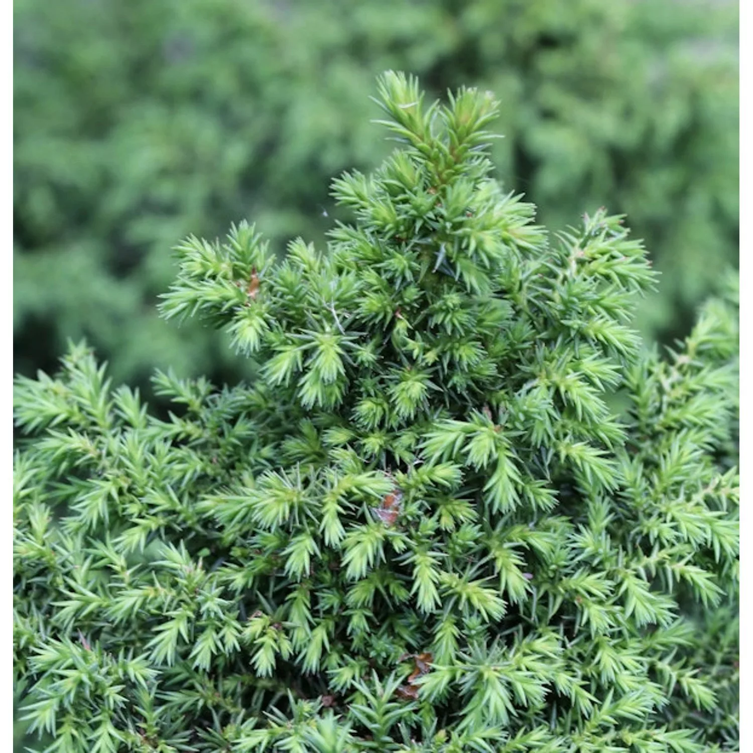 Sicheltanne Yokohama 25-30cm - Cryptomeria japonica günstig online kaufen