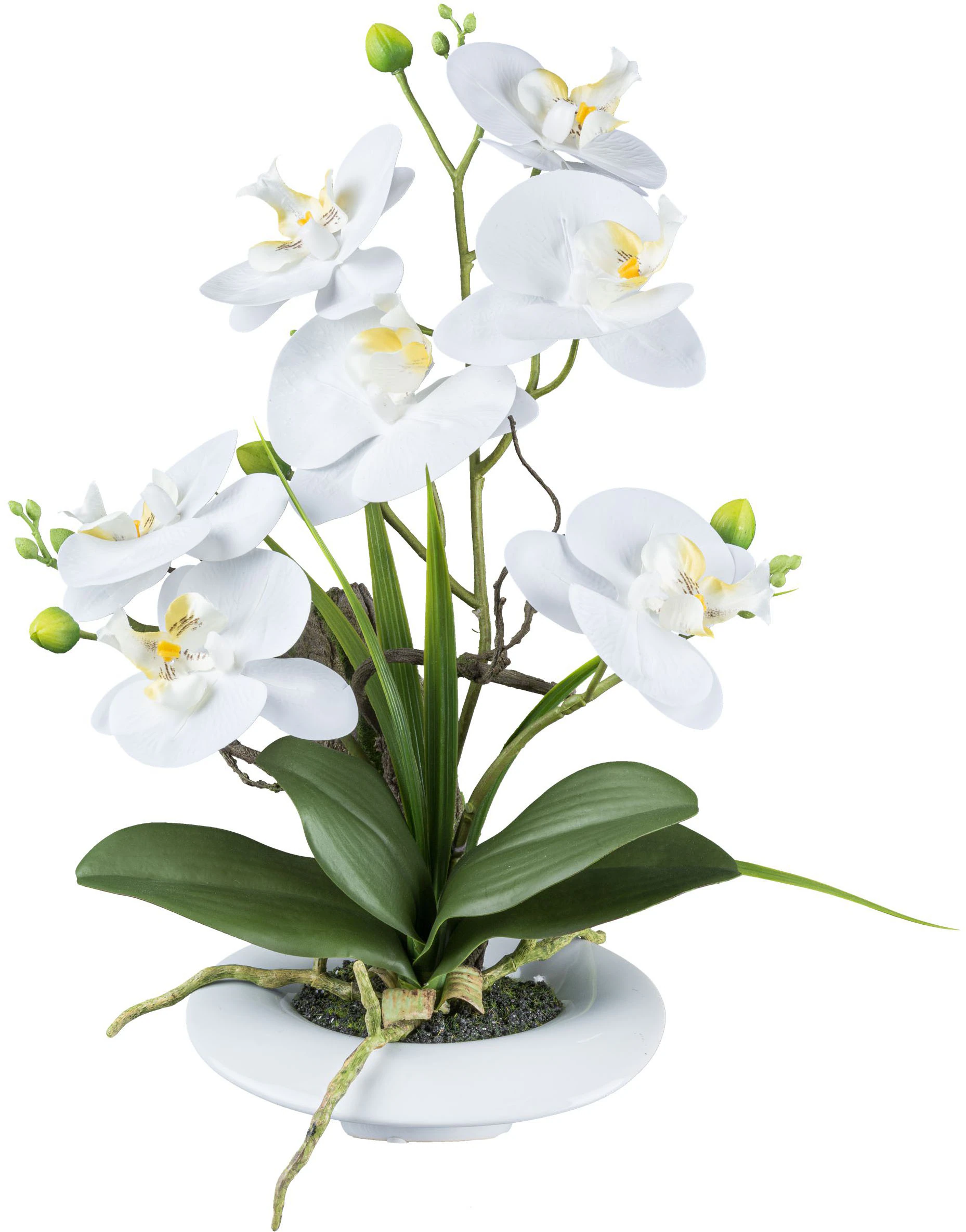 Creativ green Kunstorchidee "Orchidee Phalaenopsis", in außergewöhnlicher K günstig online kaufen