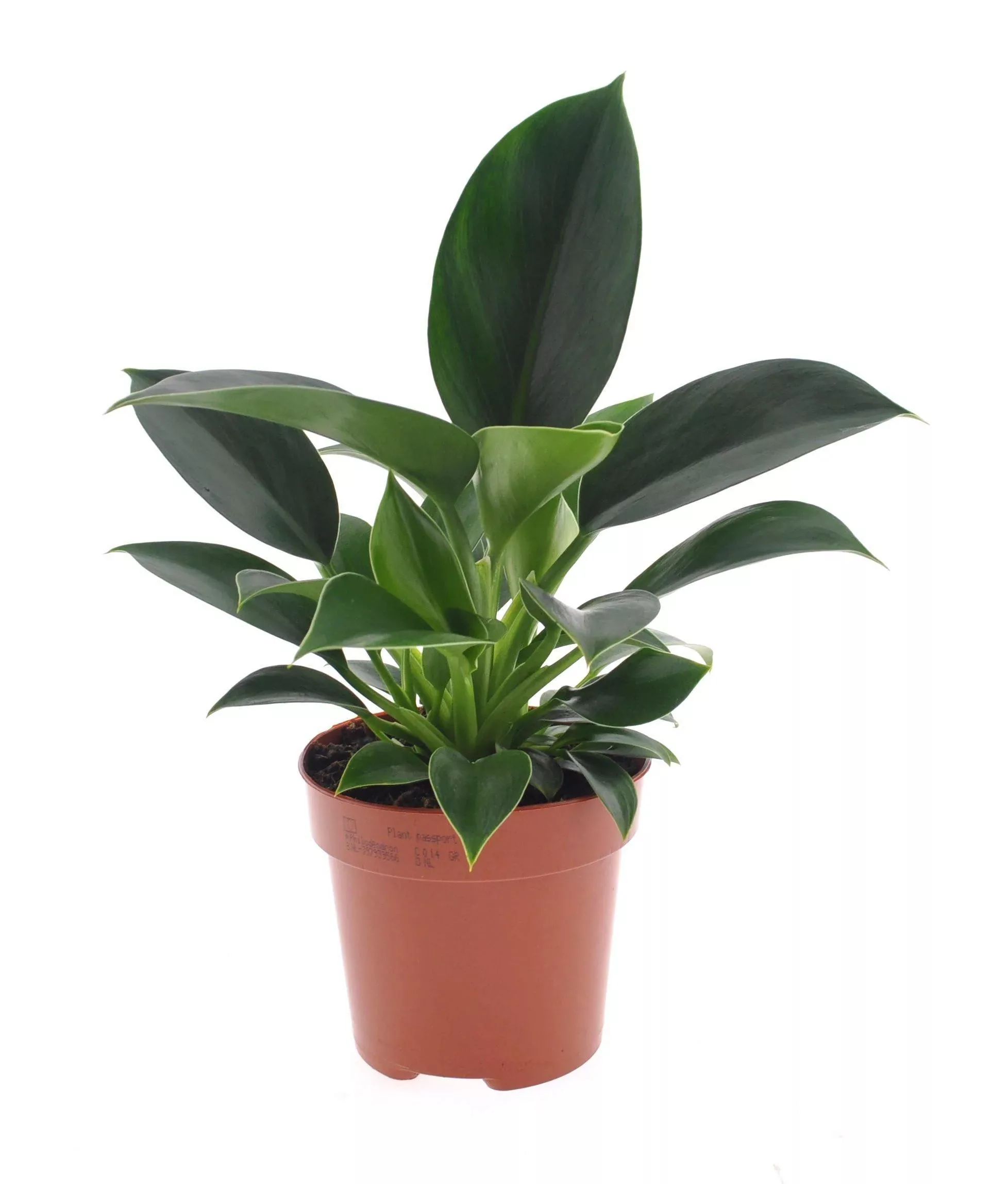 Perfect Plant | 2er Set Philodendron Grüne Prinzessin günstig online kaufen