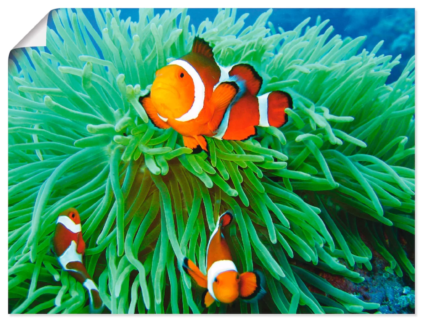 Artland Wandbild "Finde Nemo", Wassertiere, (1 St.), als Poster, Wandaufkle günstig online kaufen