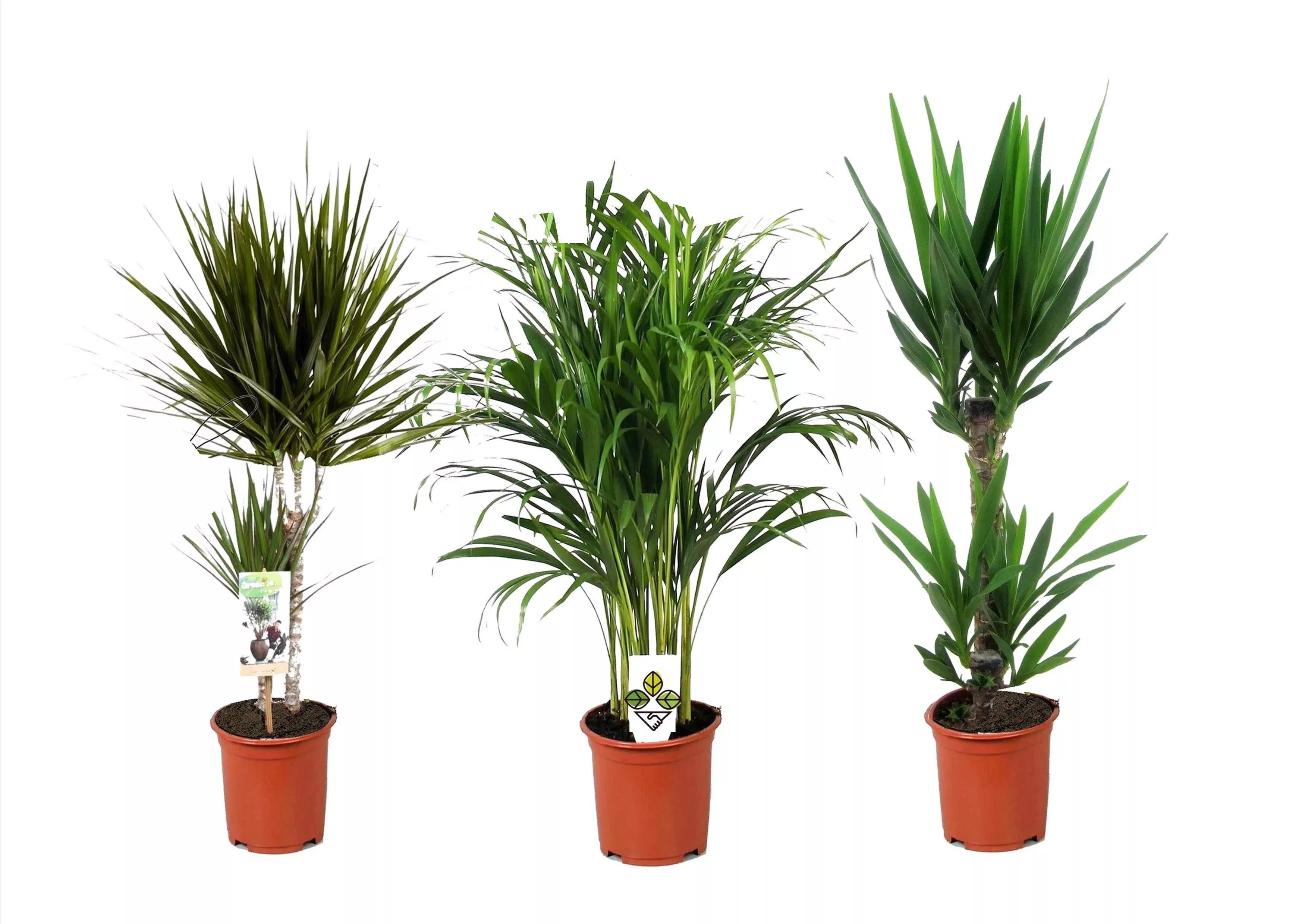 Perfect Plant | 3er-Set XL Zimmerpalmen günstig online kaufen