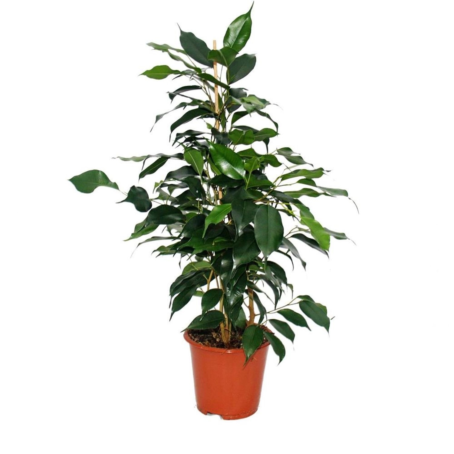 Exotenherz Ficus Benjamini Danielle Birkenfeige 14cm günstig online kaufen