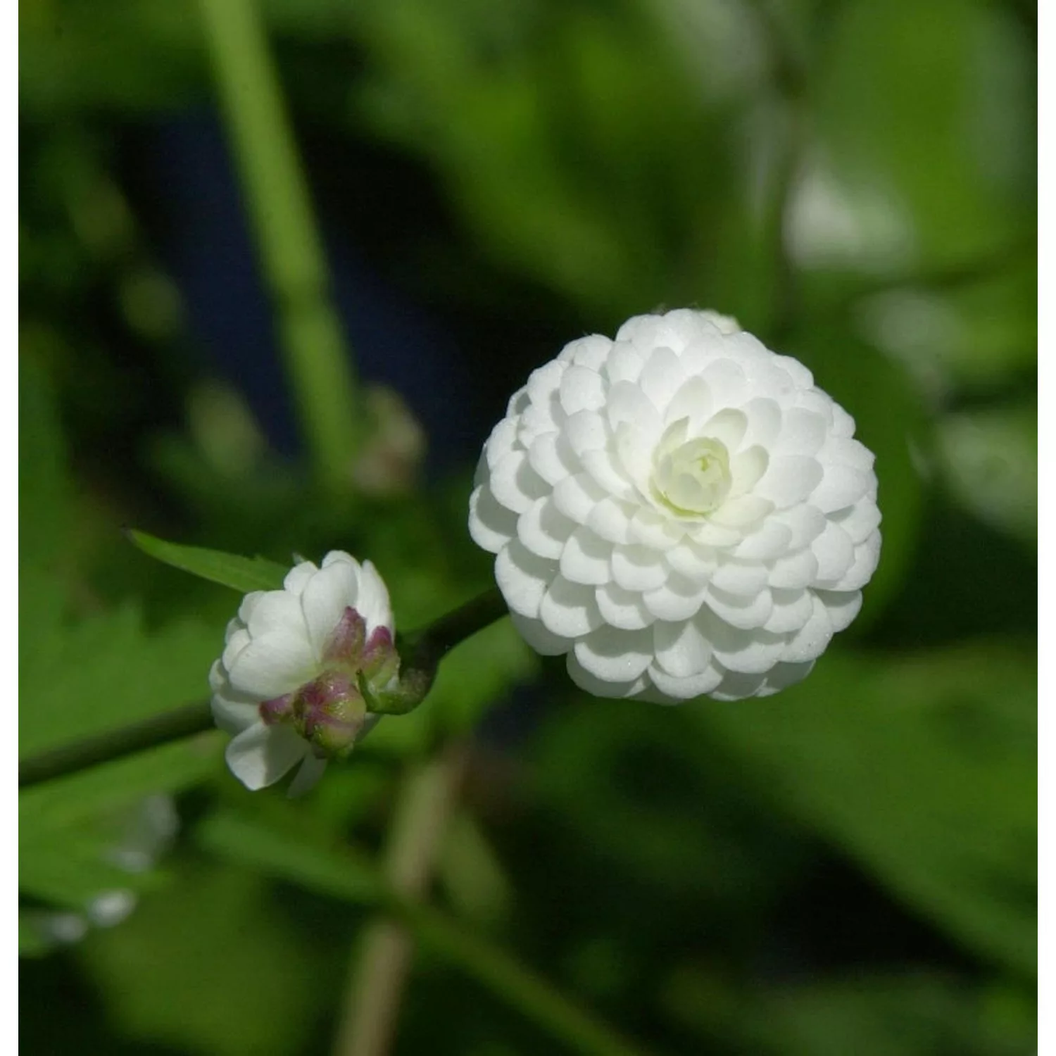 Weißer Hahnenfuß Pleniflorus - Ranunculus aconitifolius günstig online kaufen