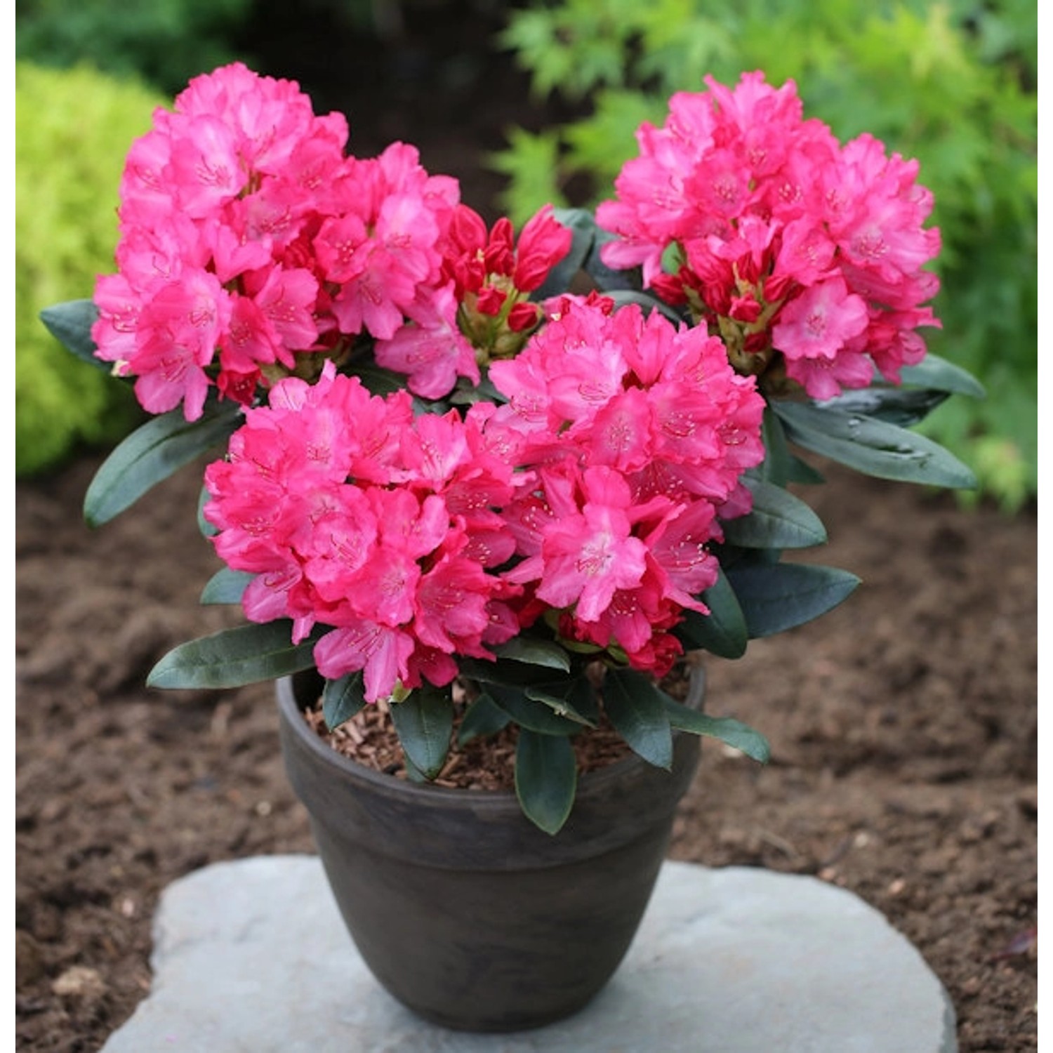 INKARHO - Rhododendron Helgoland 25-30cm - Alpenrose günstig online kaufen