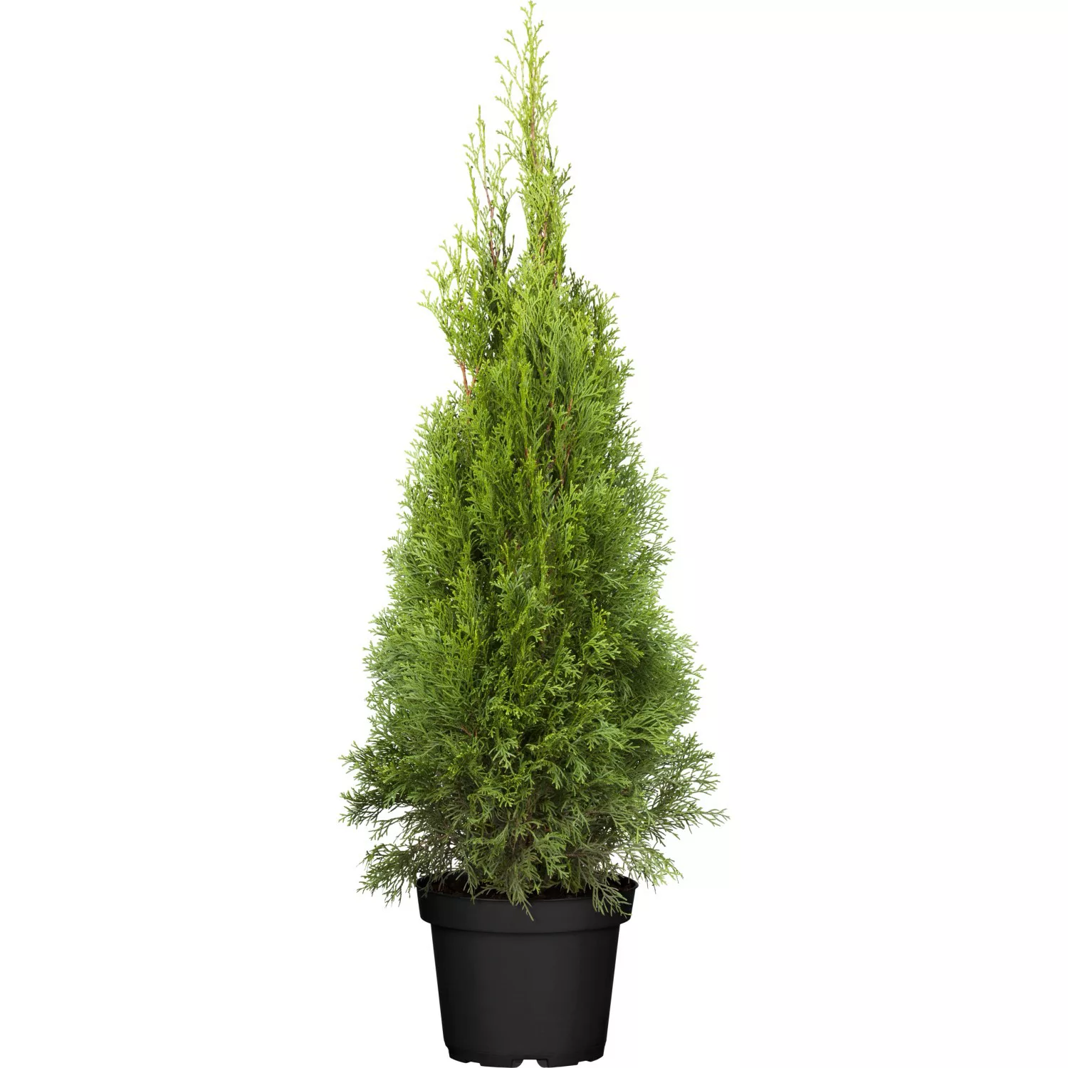 OBI Lebensbaum Smaragd Höhe ca. 80 - 100 cm Topf ca. 7,5 l Thuja günstig online kaufen