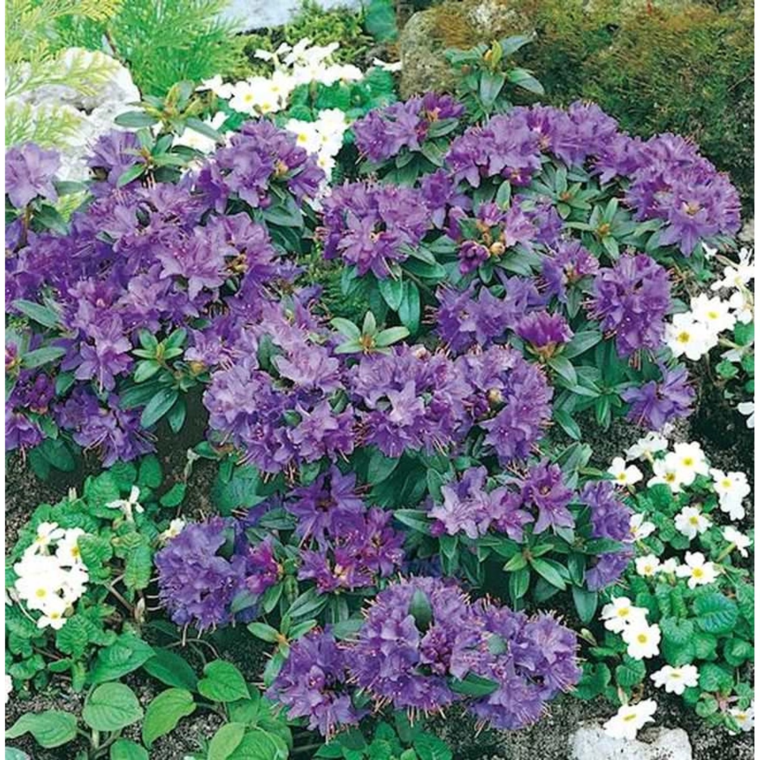 Zwerg Rhododendron Gristede 15-20cm - Rhododendron impeditum - Zwerg Alpenr günstig online kaufen