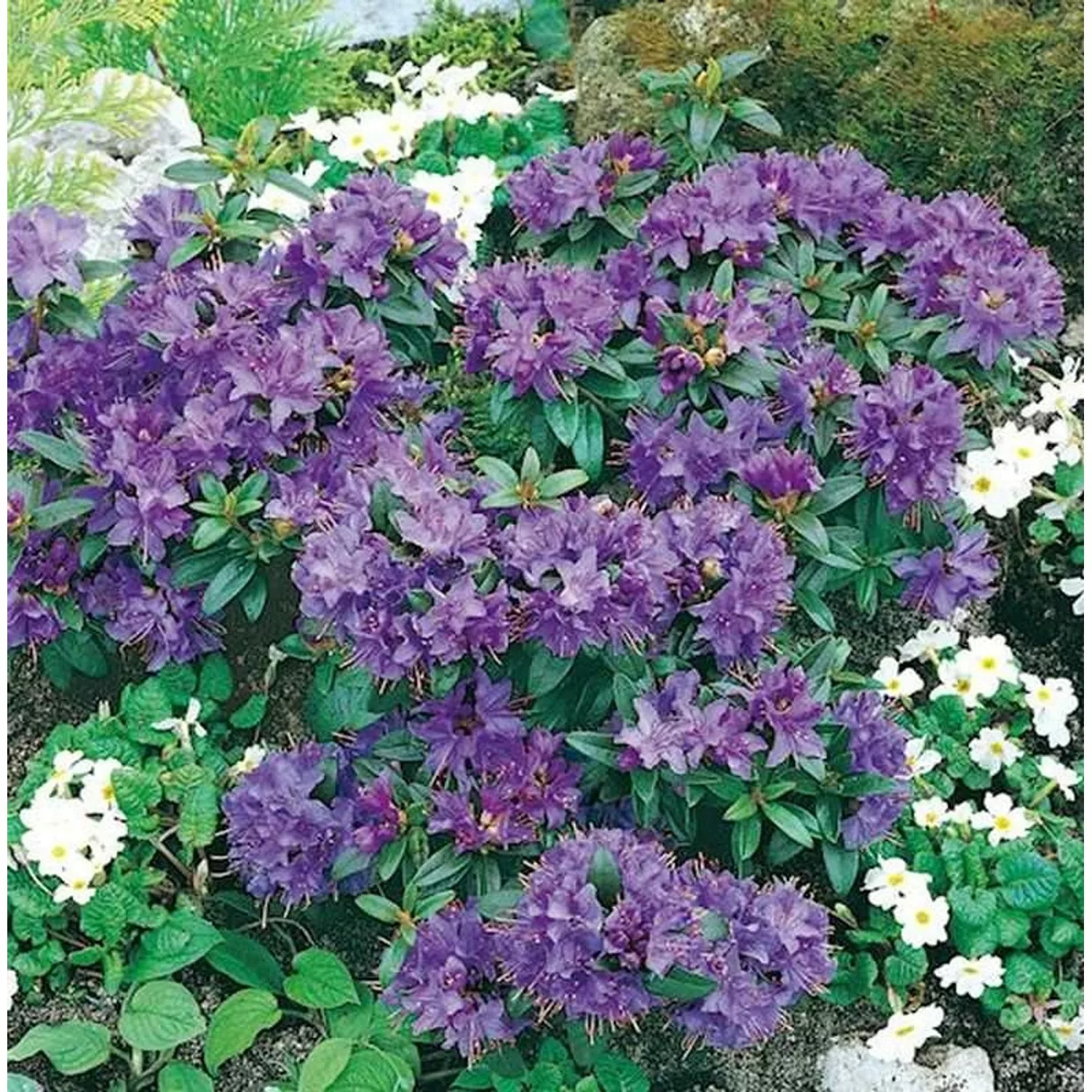 Zwerg Rhododendron Gristede 30-40cm - Rhododendron impeditum - Zwerg Alpenr günstig online kaufen