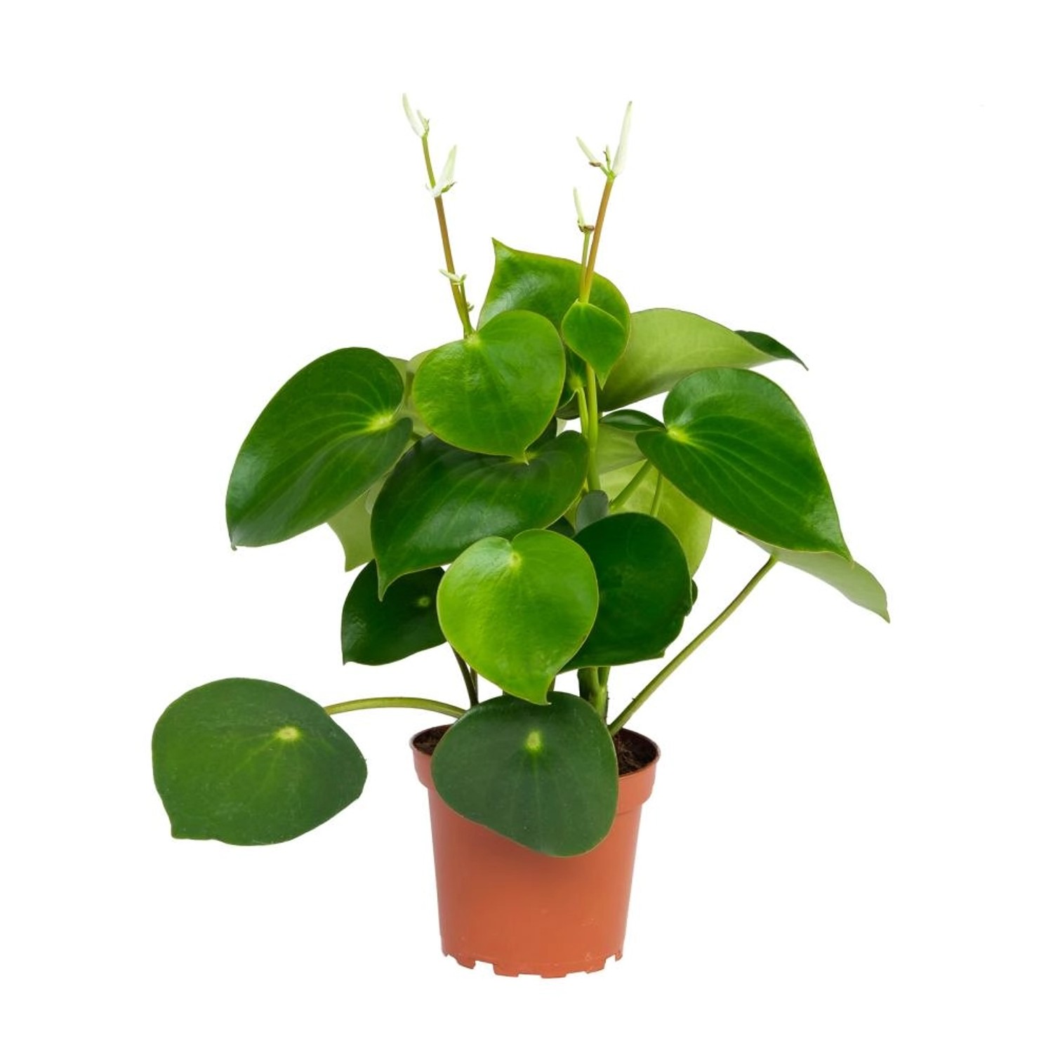 Exotenherz Peperomia Zwergpfeffer Raindrop im 12cm Topf günstig online kaufen