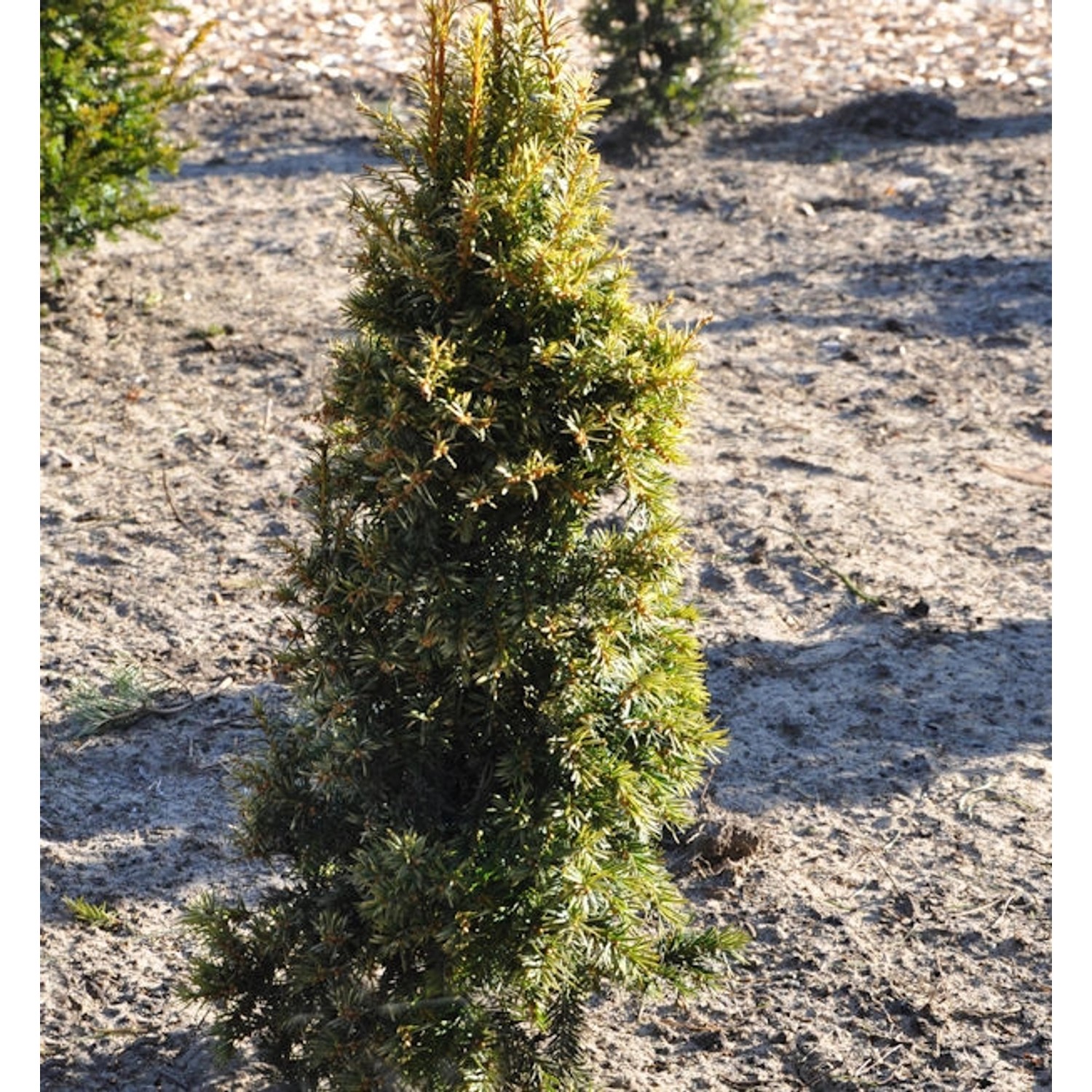 Gelbe Eibe 20-25cm - Taxus baccata Aurea günstig online kaufen