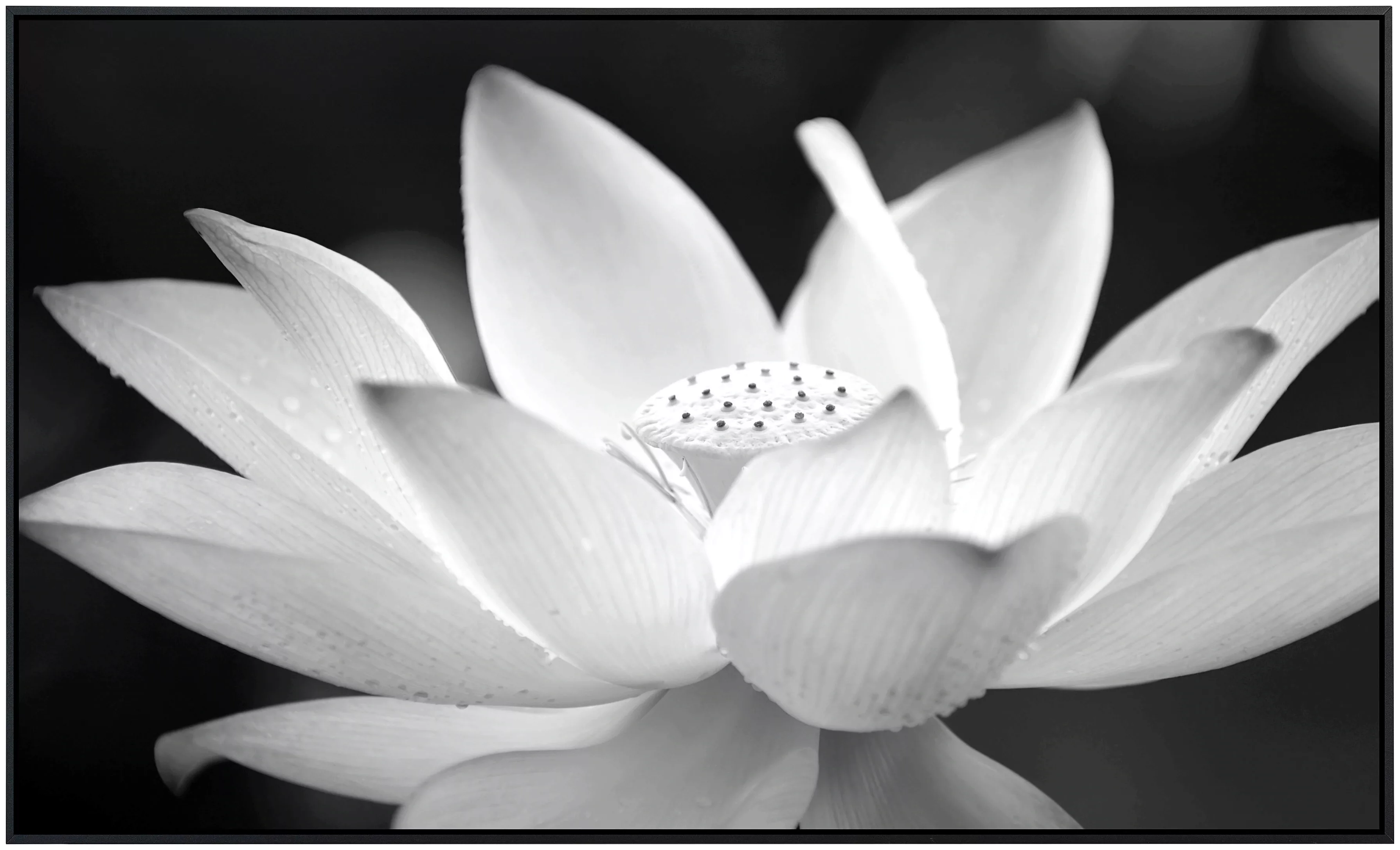 Papermoon Infrarotheizung »Blume Schwarz & Weiß«, sehr angenehme Strahlungs günstig online kaufen