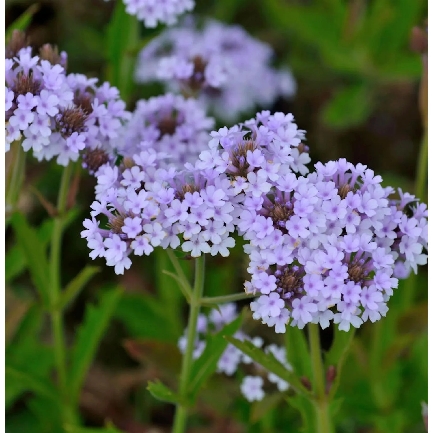 Steifes Eisenkraut Polaris - Verbena rigida günstig online kaufen