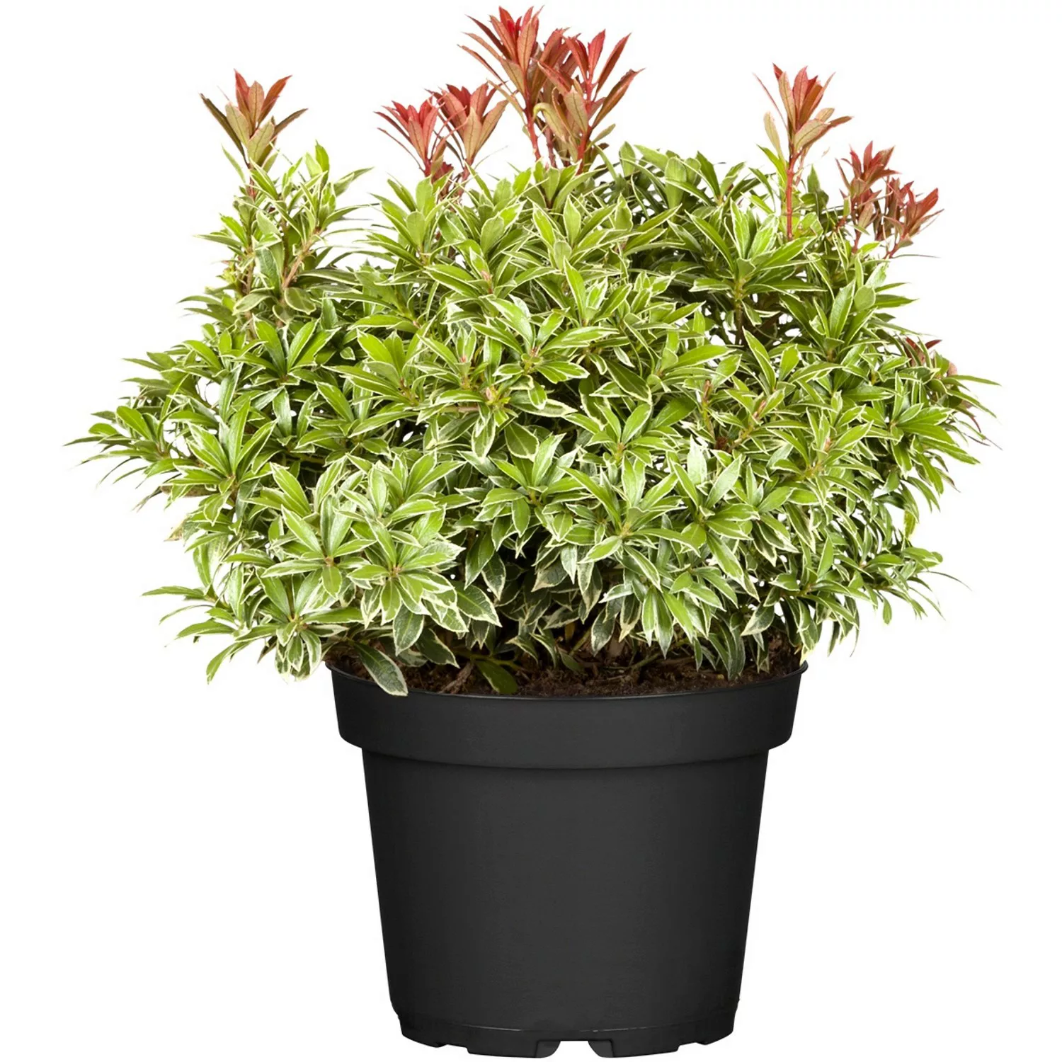 OBI Schattenglöckchen Little Heath Rosa Höhe ca. 10-20 cm Topf ca. 2 l Pier günstig online kaufen