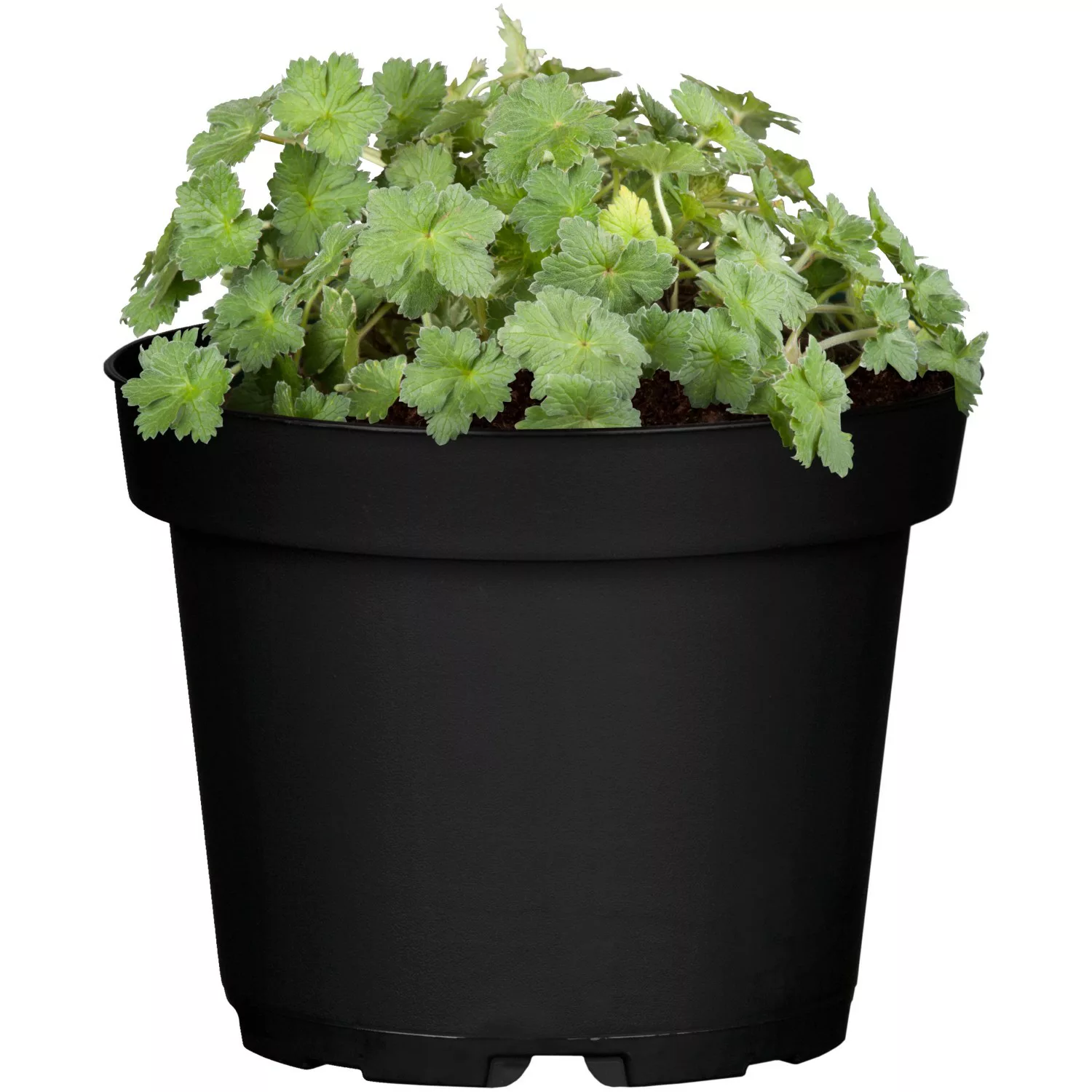 Garten-Storchschnabel Max Frei Rosa Topf ca. 9 cm x 9 cm Geranium sanguineu günstig online kaufen