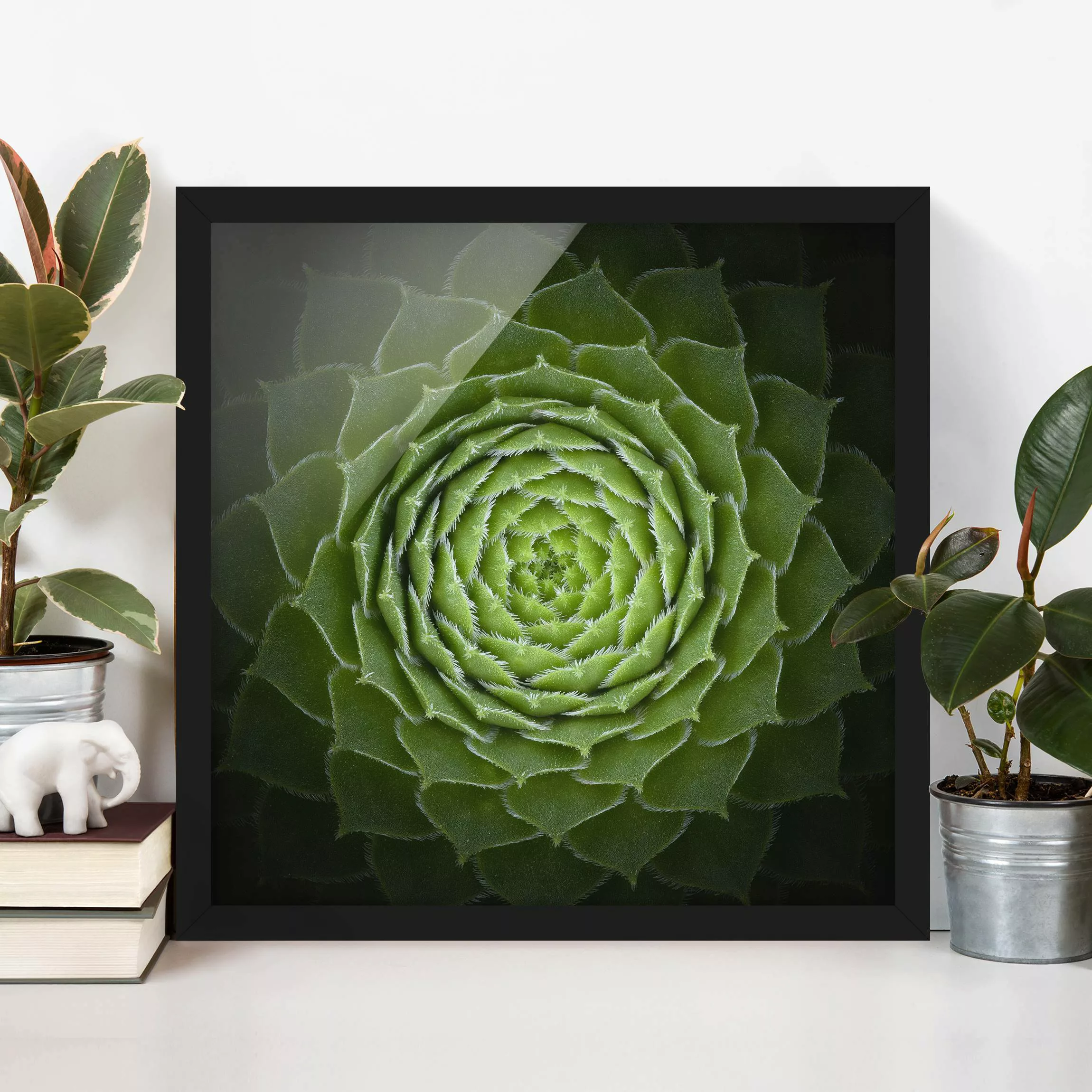 Bild mit Rahmen Muster & Textur - Quadrat Mandala Sukkulente günstig online kaufen