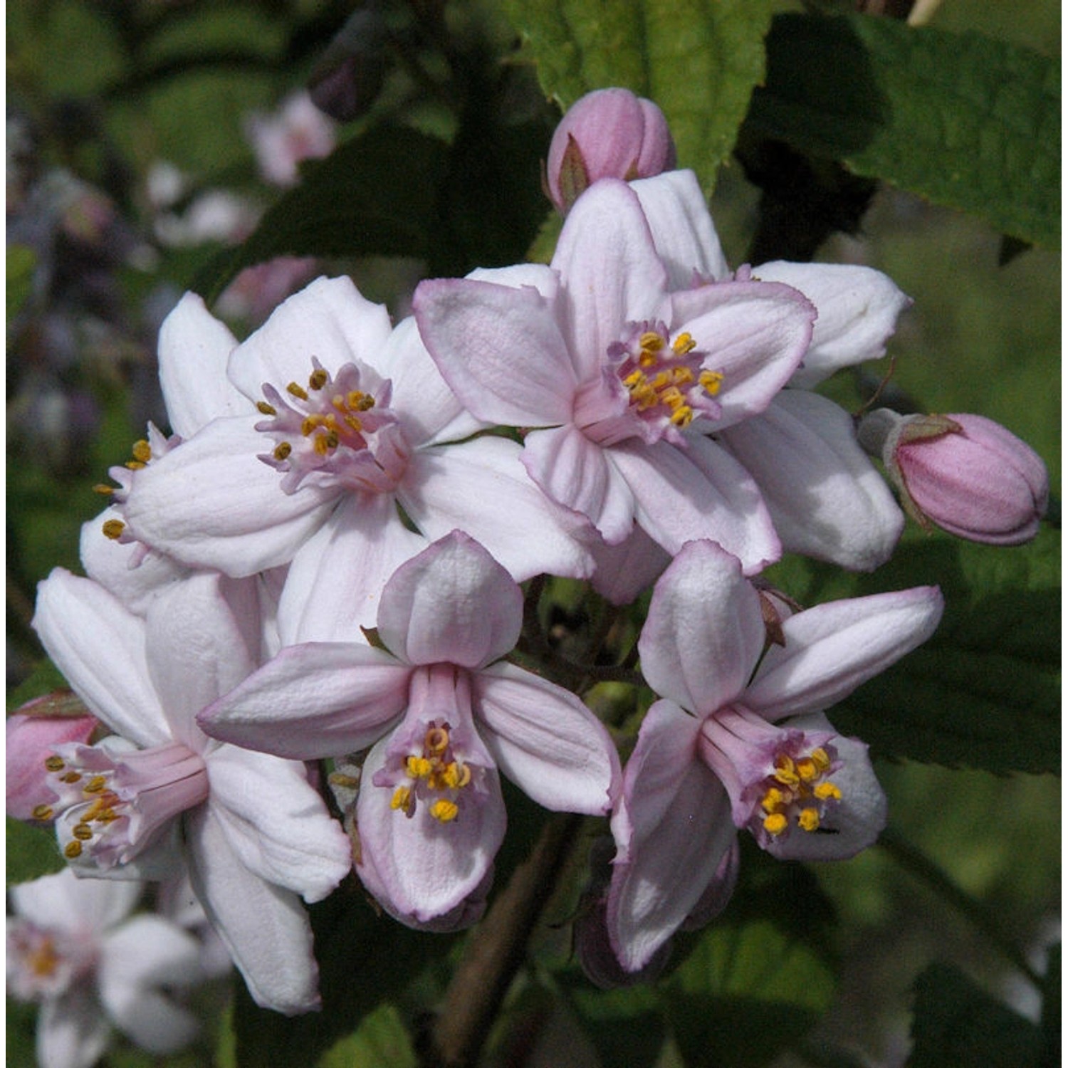 Rosendeutzie 100-125cm - Deutzia hybrida günstig online kaufen