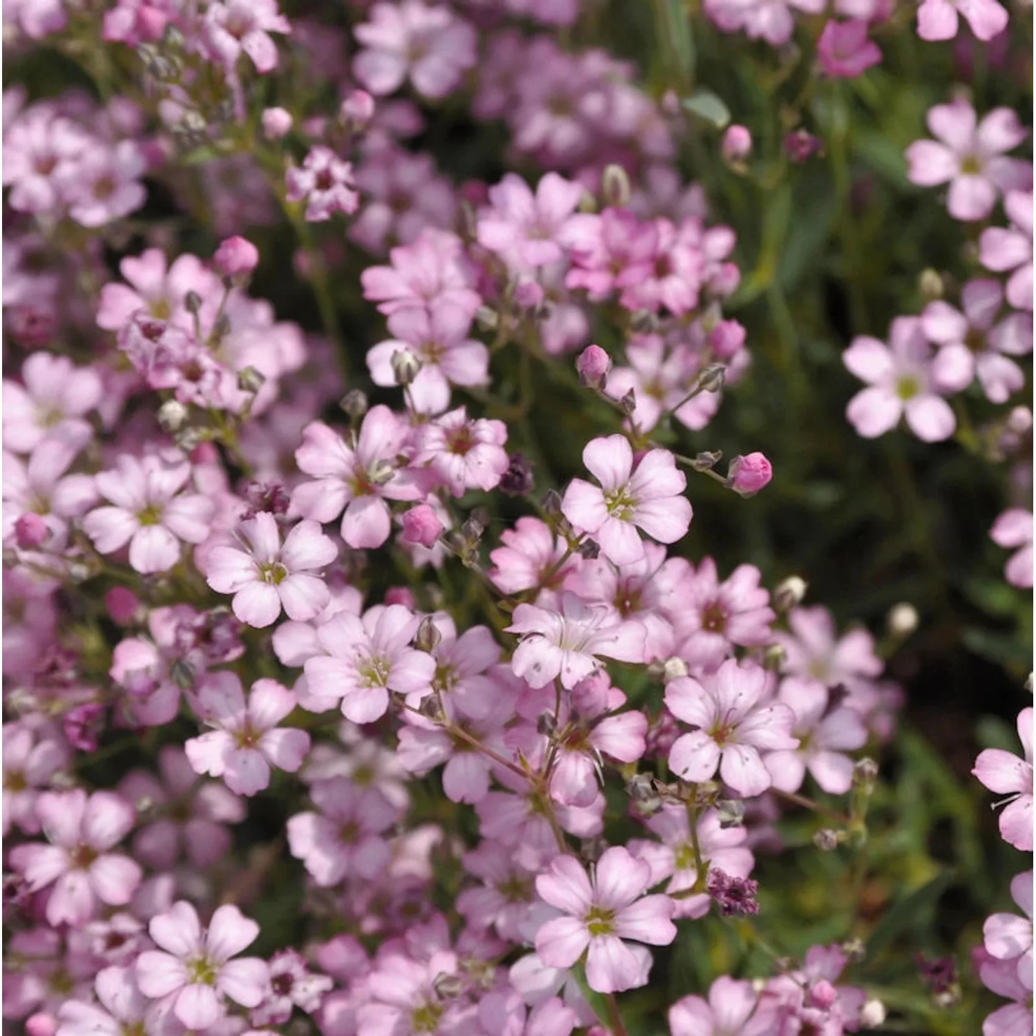 Teppich Schleierkraut hellrosa - Gypsophila repens günstig online kaufen